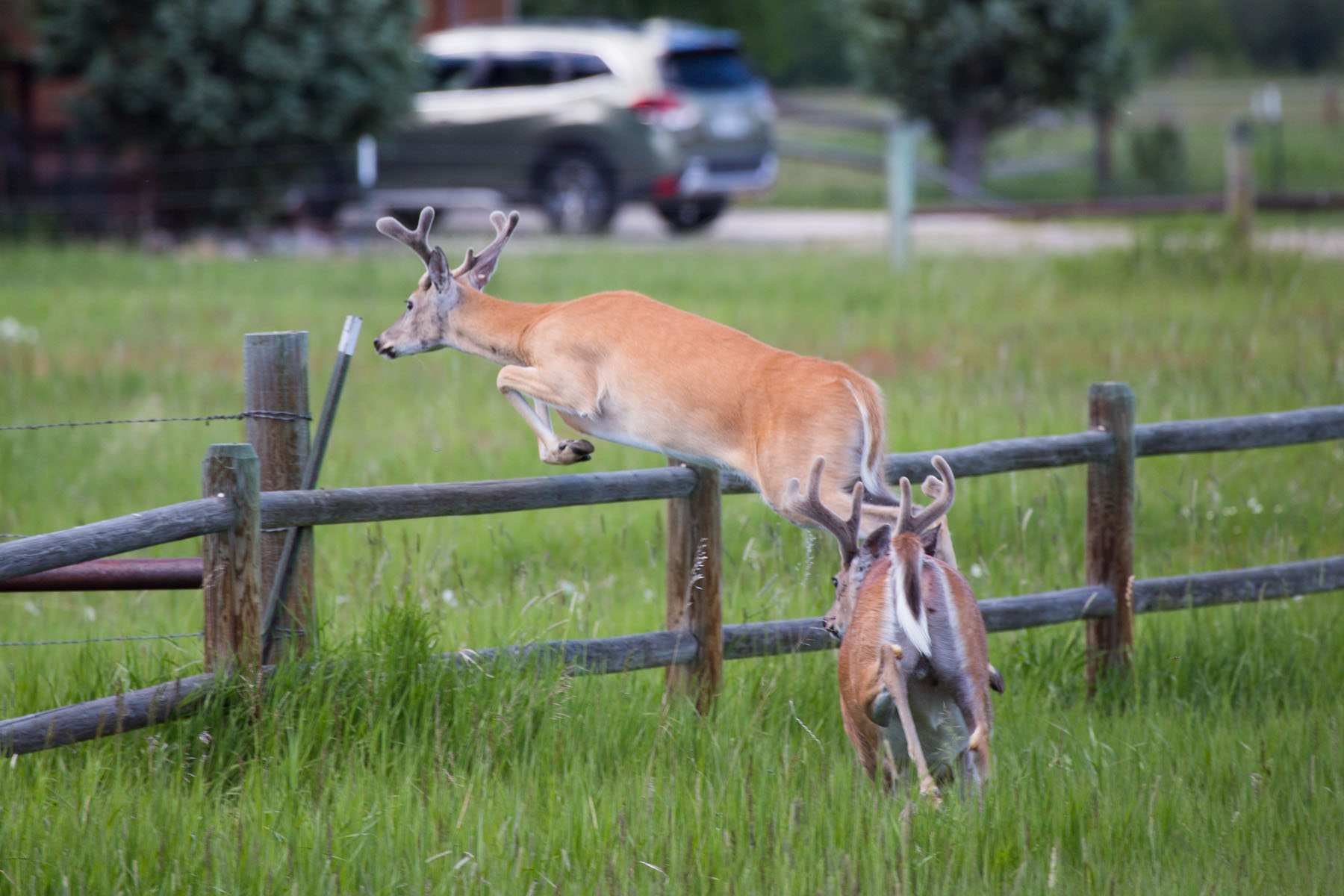 Deer takes a fence, Red Lodge, MT, July 2020.  Click for next photo.