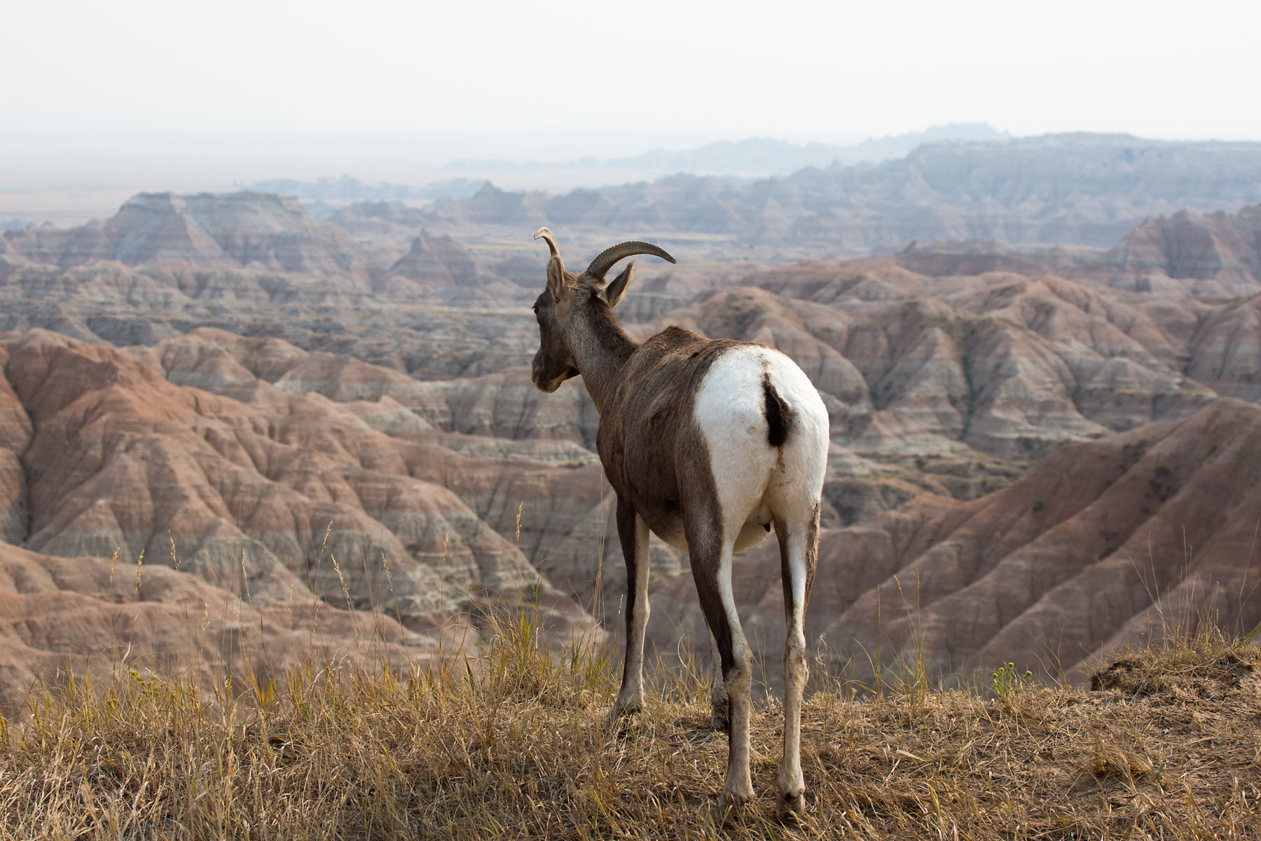 Bighorn ewe at the edge of a cliff, Badlands National Park, summer 2020.  Click for next photo.