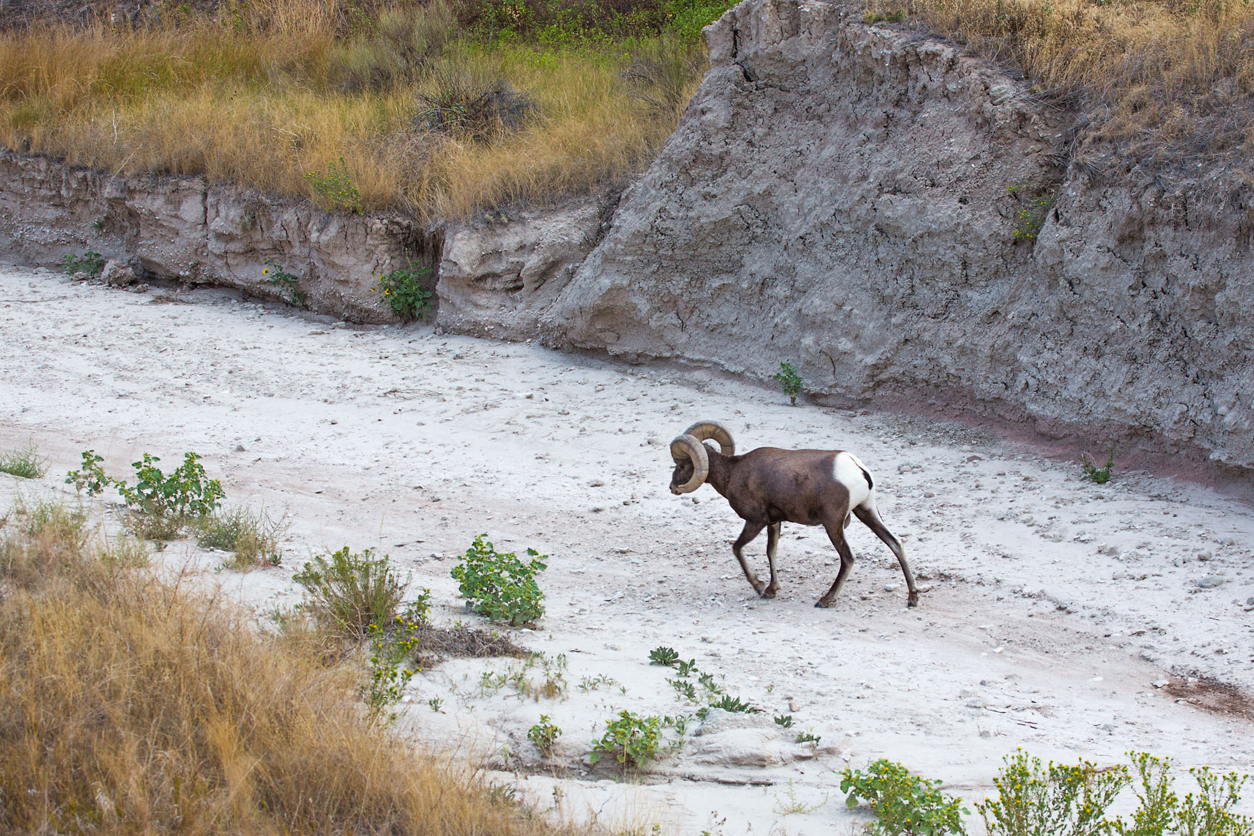 Bighorn in a dry creek bed, Badlands National Park, summer 2020.  Click for next photo.