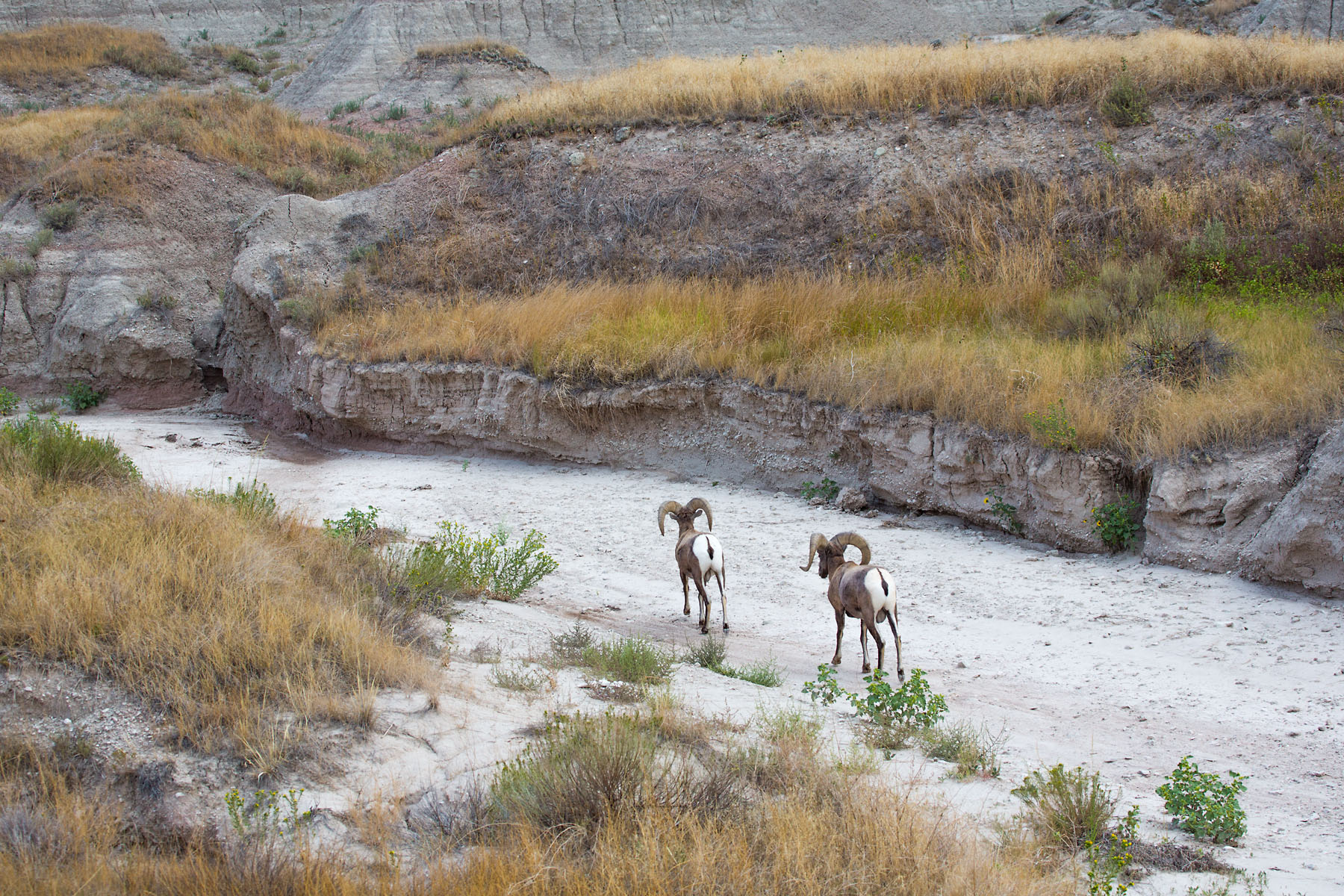 Bighorns in a dry creek bed, Badlands National Park, summer 2020.  Click for next photo.