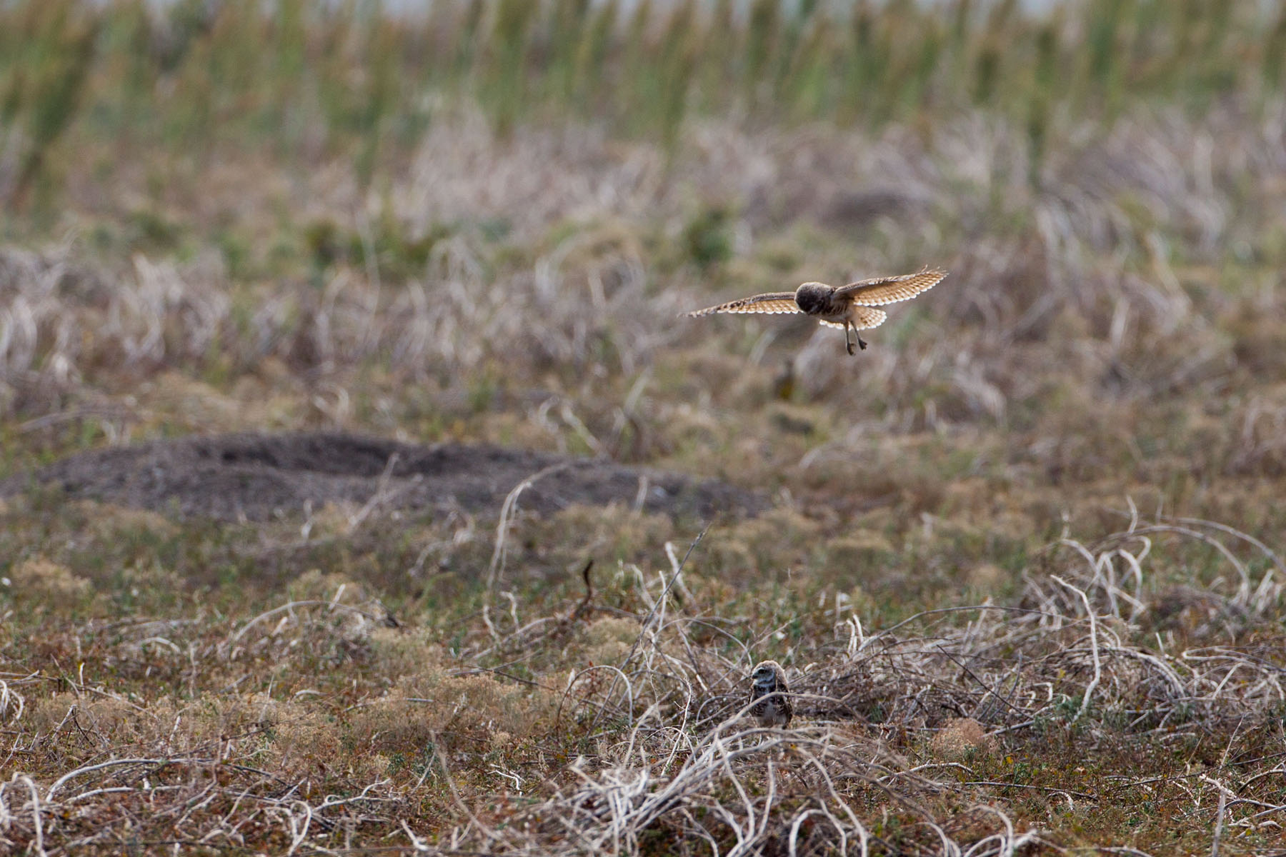 Burrowing Owl, Badlands National Park, summer 2020.  Click for next photo.