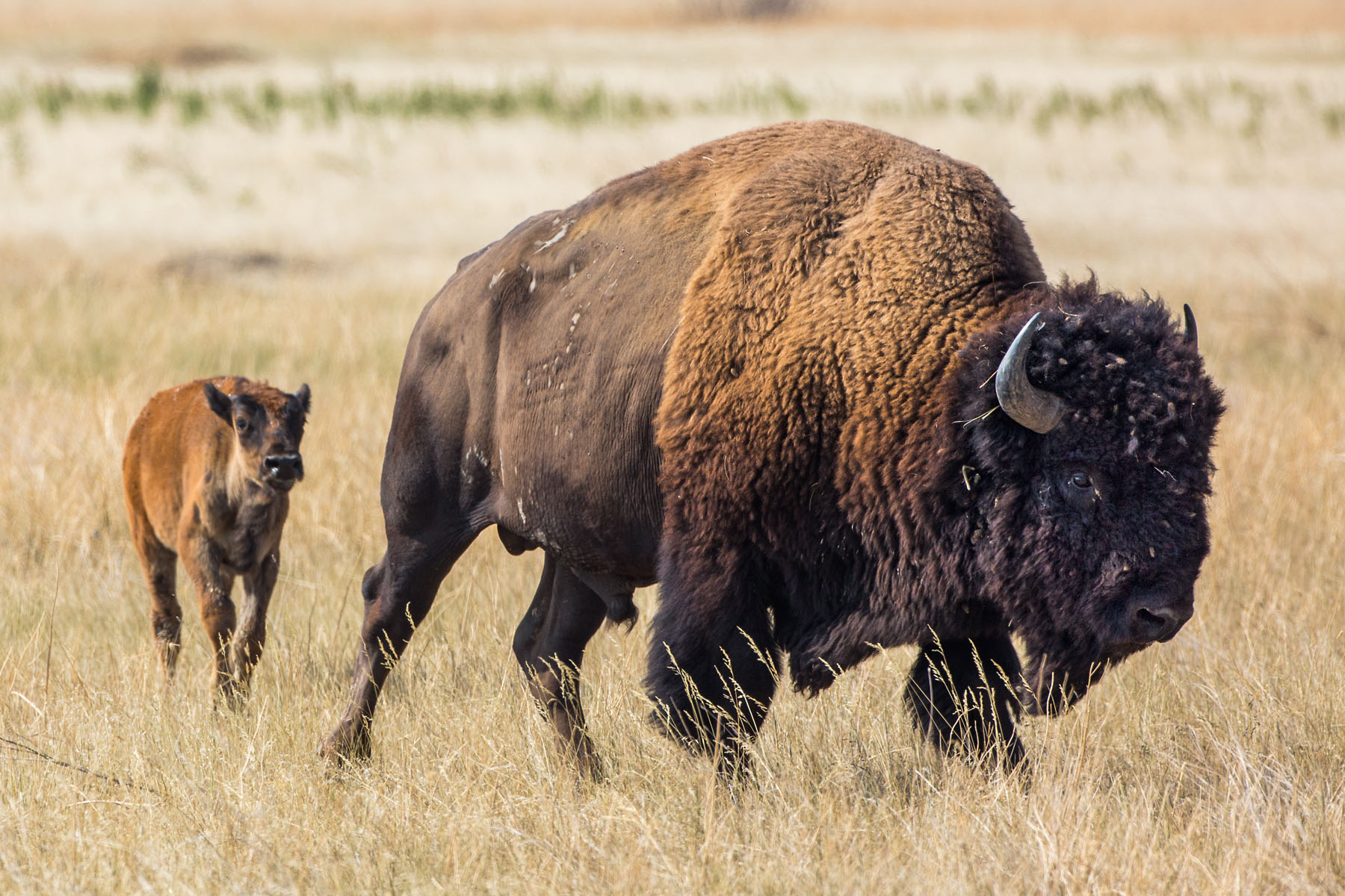 Bison jogging across the prairie near Badlands National Park, summer 2020.  Click for next photo.