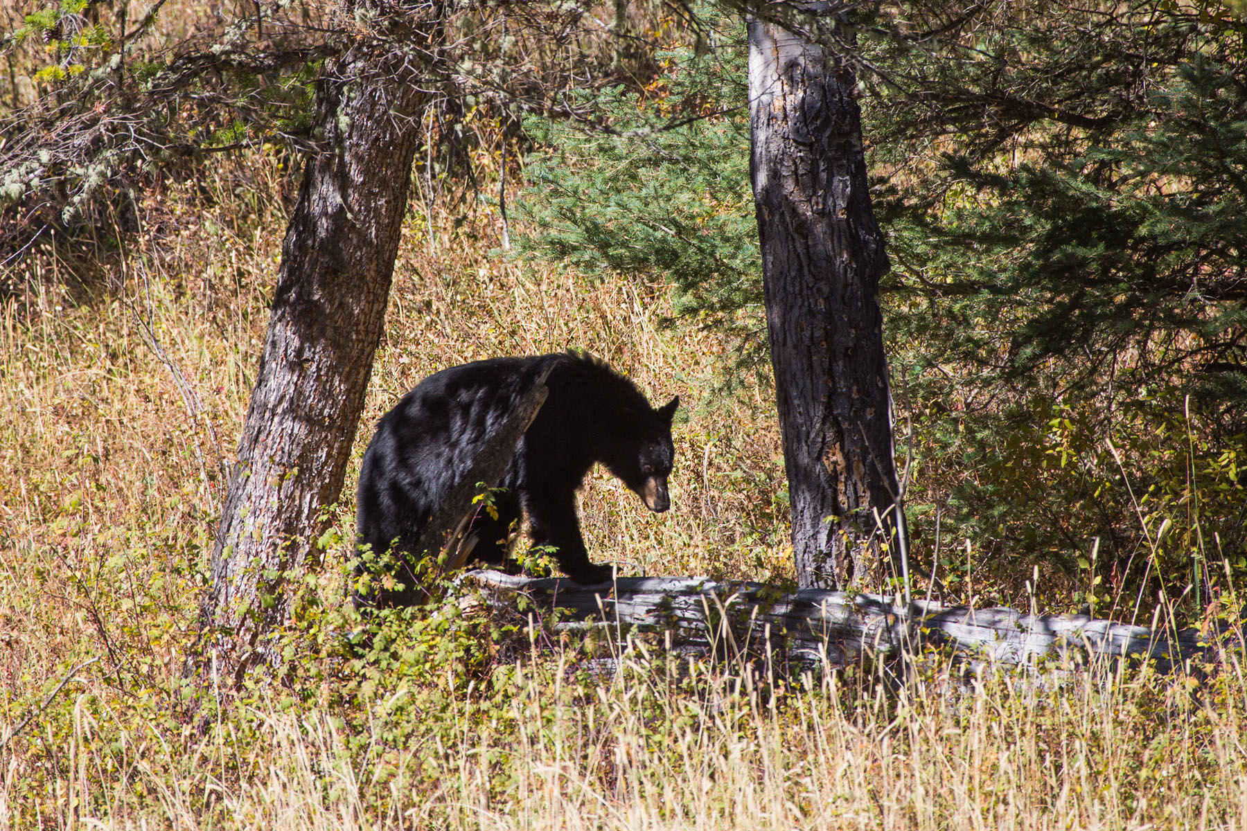 Black bear in Lamar Valley, Yellowstone National Park, September 2020.  Click for next photo.