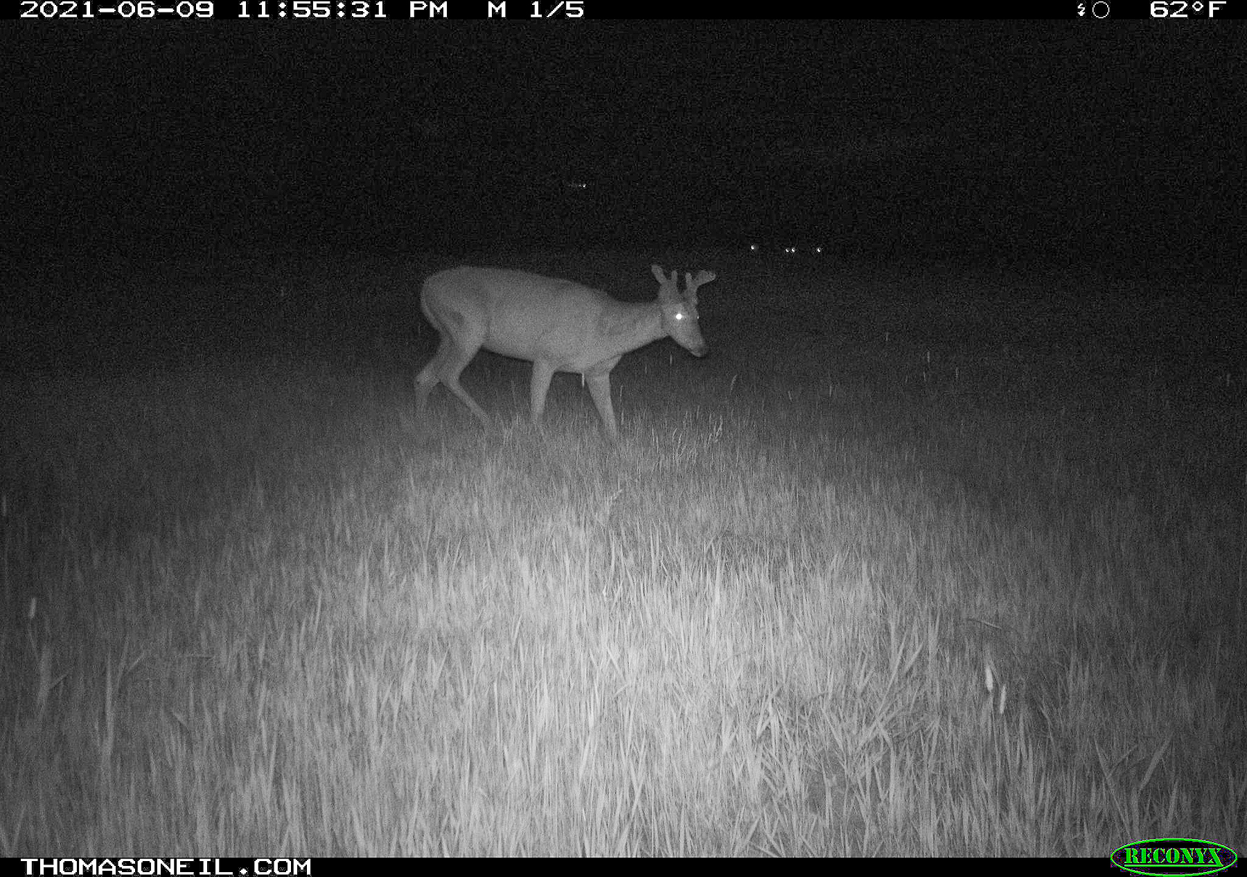 Deer, Red Lodge, Montana.  Trailcam.  Click for next photo.