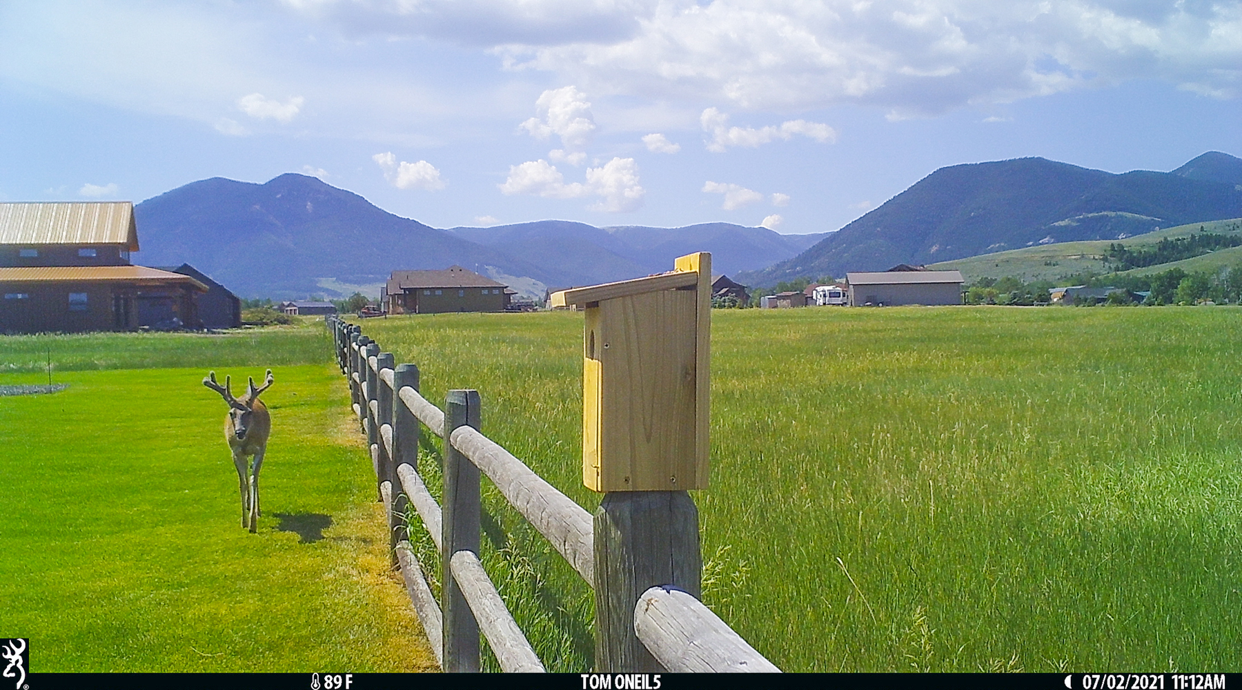 Deer on trailcam, Red Lodge, MT, 2021.  Click for next photo.