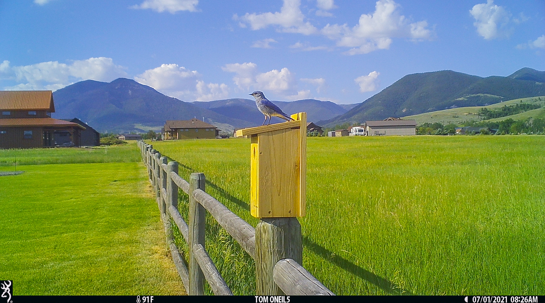 Bluebirds, Red Lodge, MT, 2021.  Click for next photo.