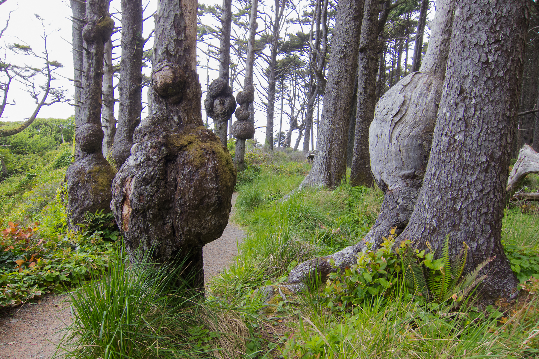 Weird tree growths, Olympic National Park, Washington.  Click for next photo.
