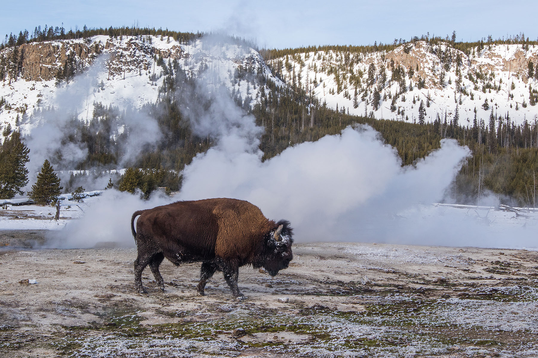 Bison in geyser field, January 2021.  Click for next photo.