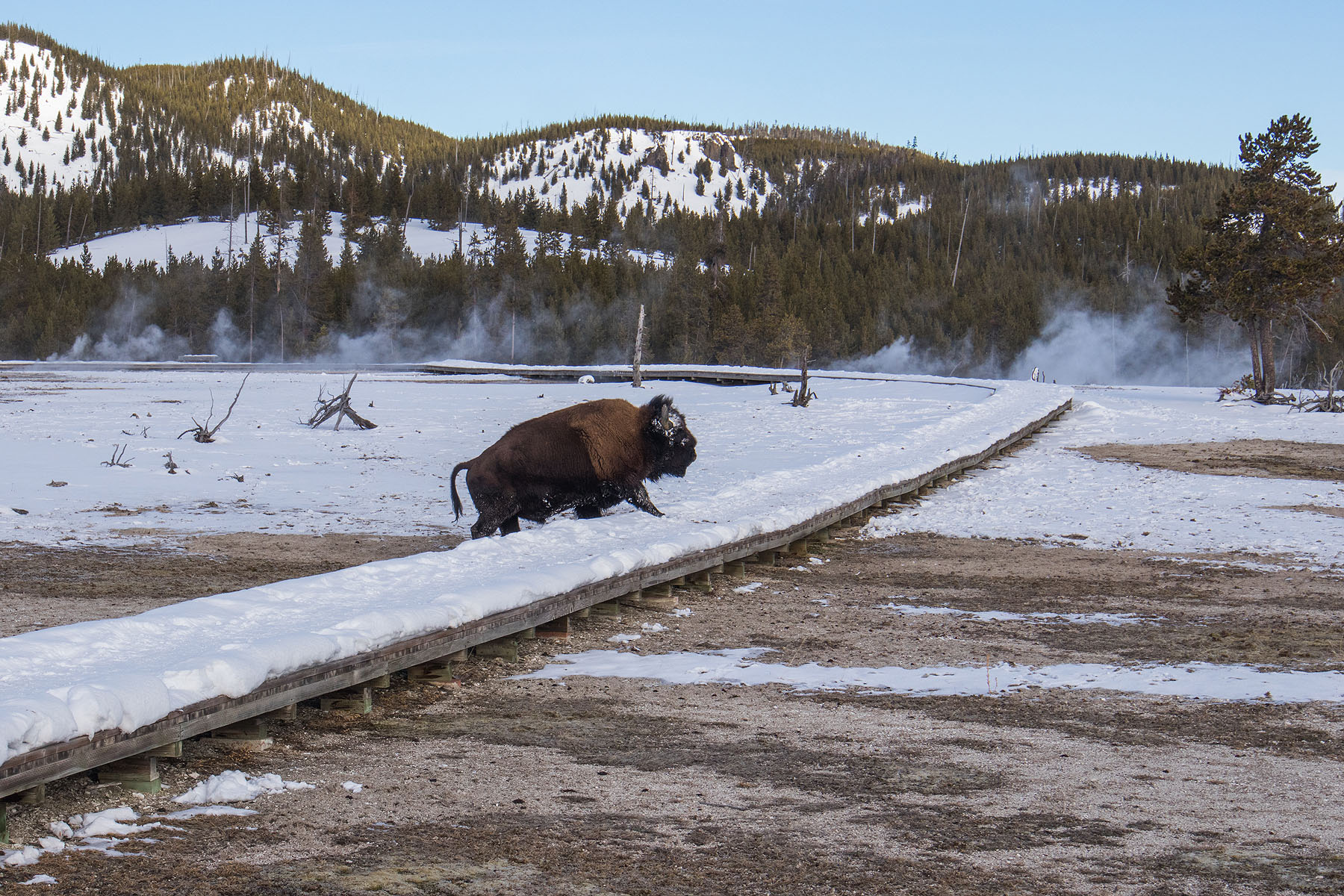 Bison crossing boardwalk in geyser field, January 2021.  Click for next photo.