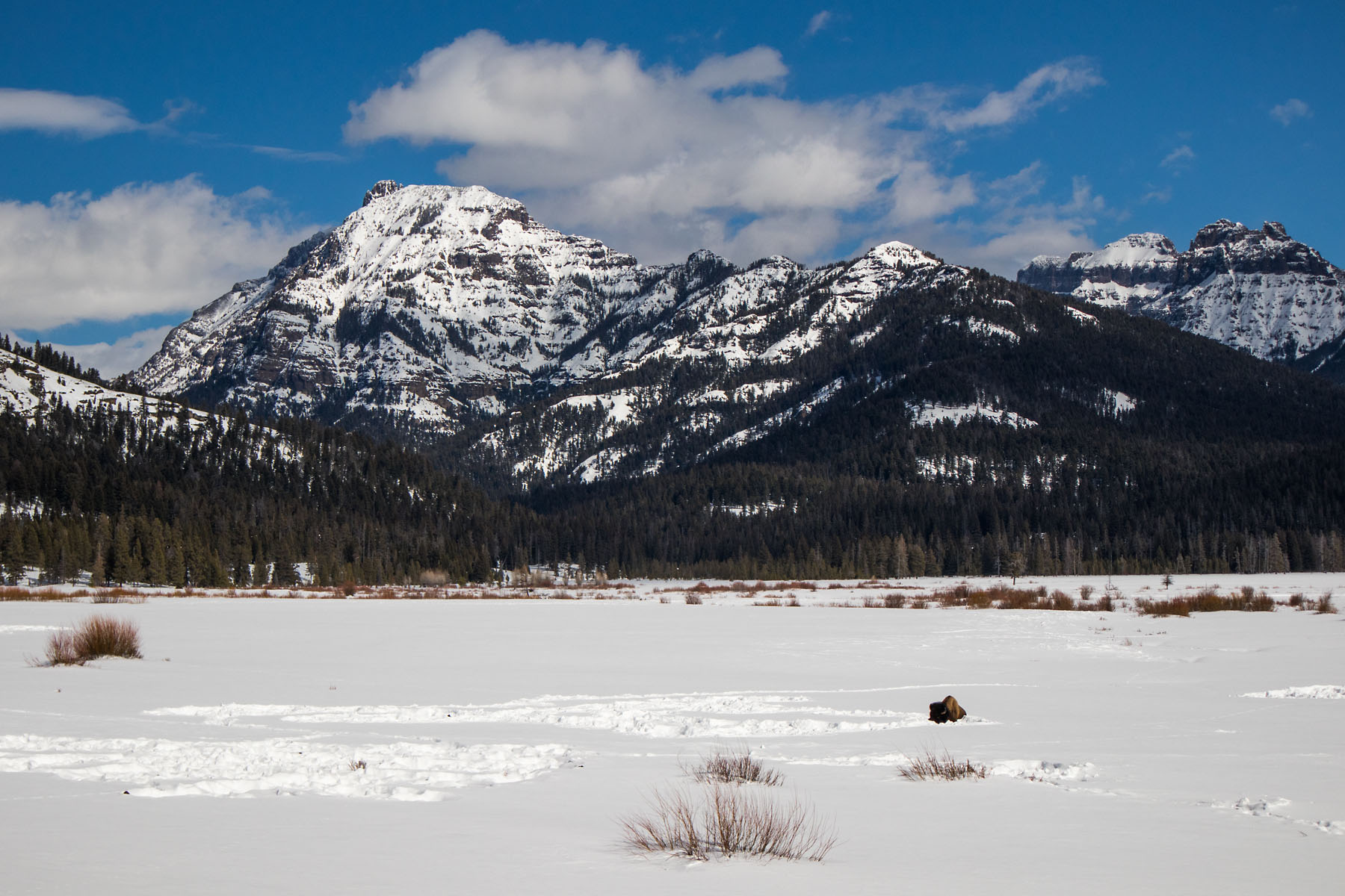 Bison taking a snow nap, Lamar Valley, Yellowstone, March 2021.  Click for next photo.