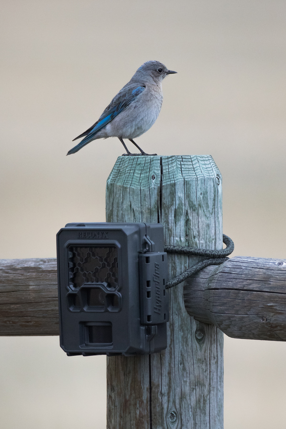 Bluebird shown with Reconyx trailcam, Red Lodge, Montana, May 2021.  Click for next photo.