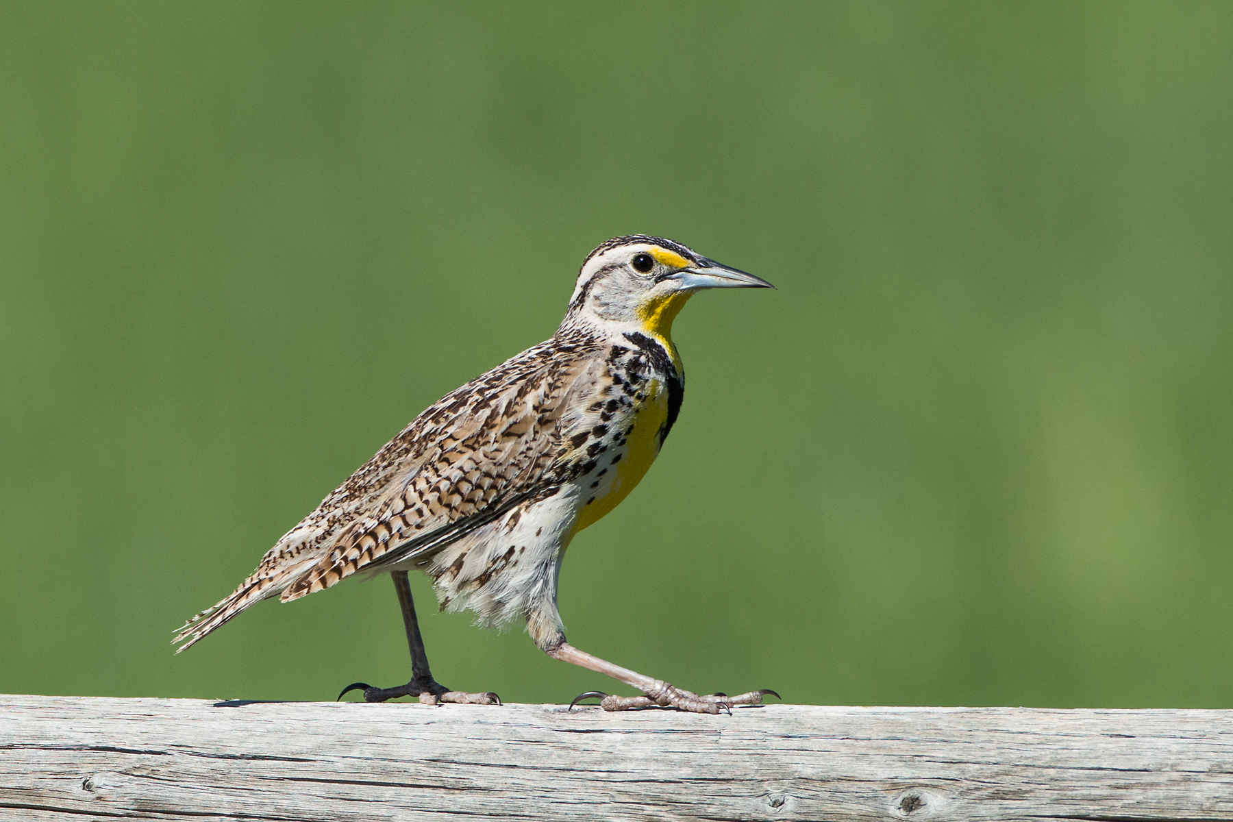 Meadowlark, Red Lodge, Montana, June 2021.  Click for next photo.