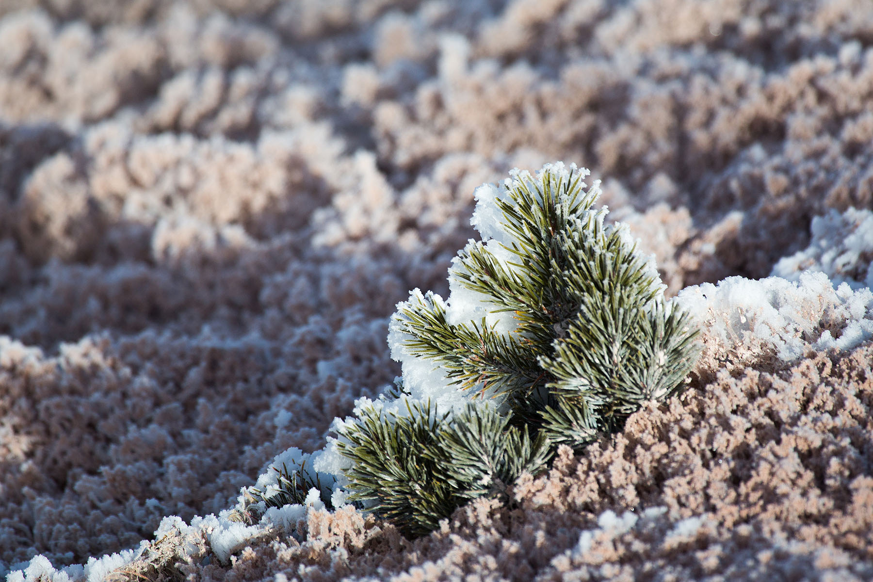 Thermal steam forming frost on nearby vegetation, January 2021.  Click for next photo.