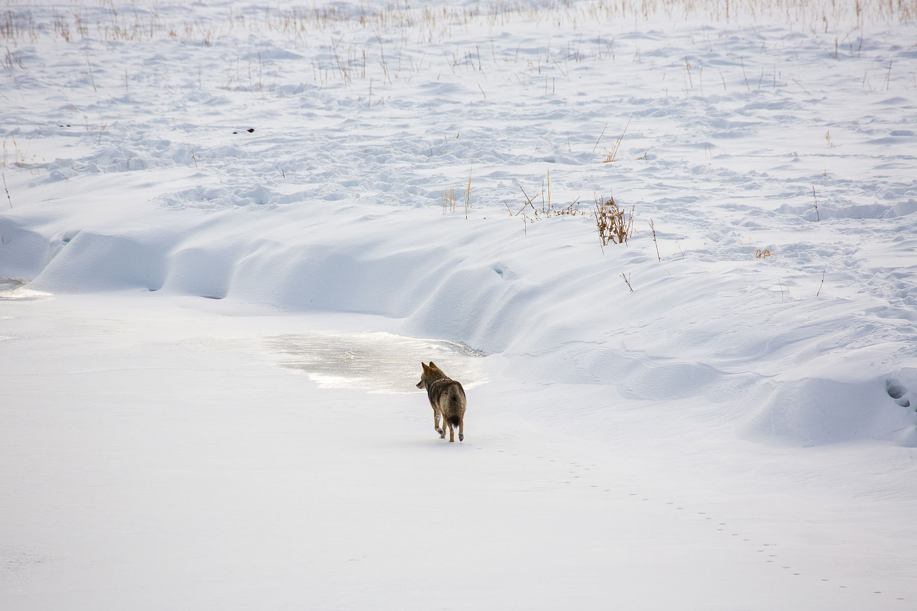 Coyote, January 2021.  Click for next photo.