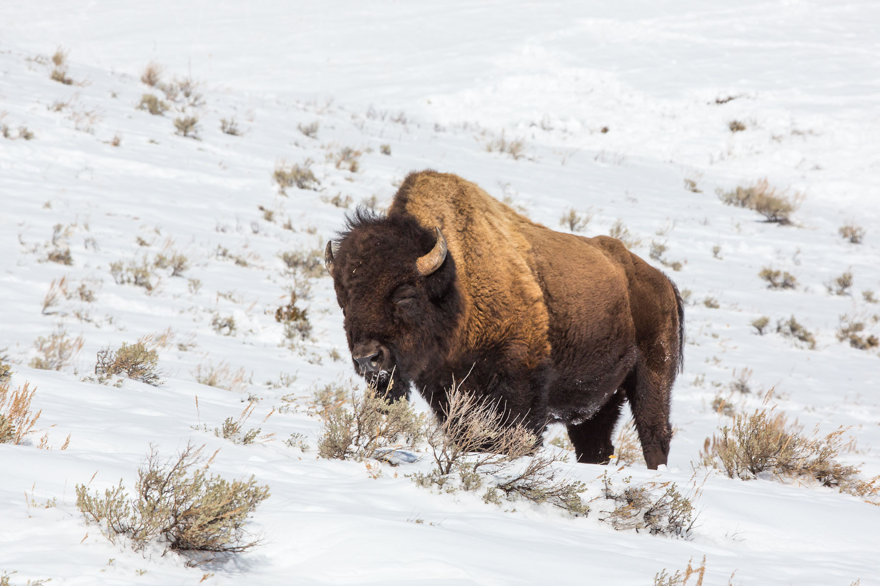 Bison, Yellowstone, March 2021.  Click for next photo.