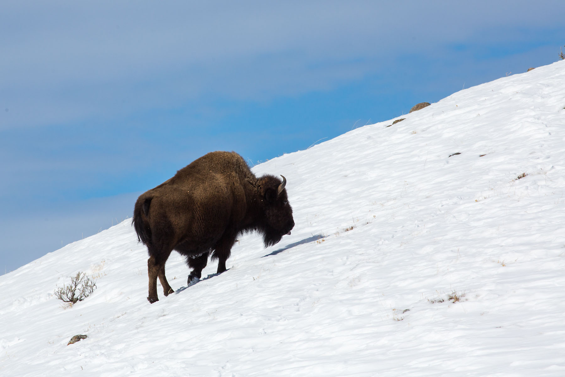 Bison, Yellowstone, March 2021.  Click for next photo.