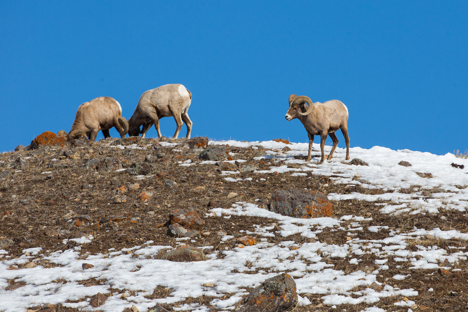 Bighorns, Lamar Valley, Yellowstone, March 2021.  Click for next photo.