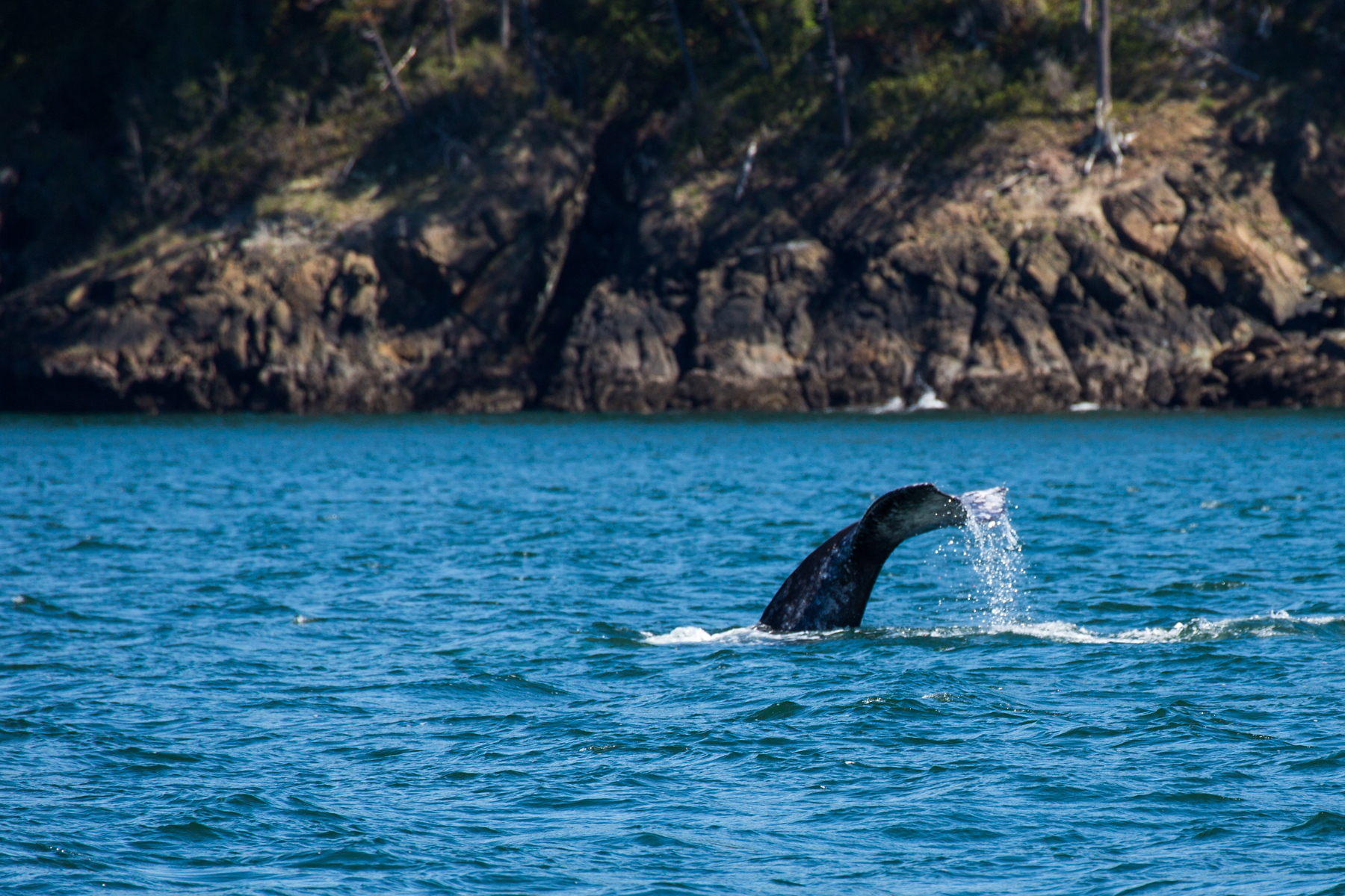 Gray Whale, Puget Sound, Washington, May 2021.  Click for next photo.