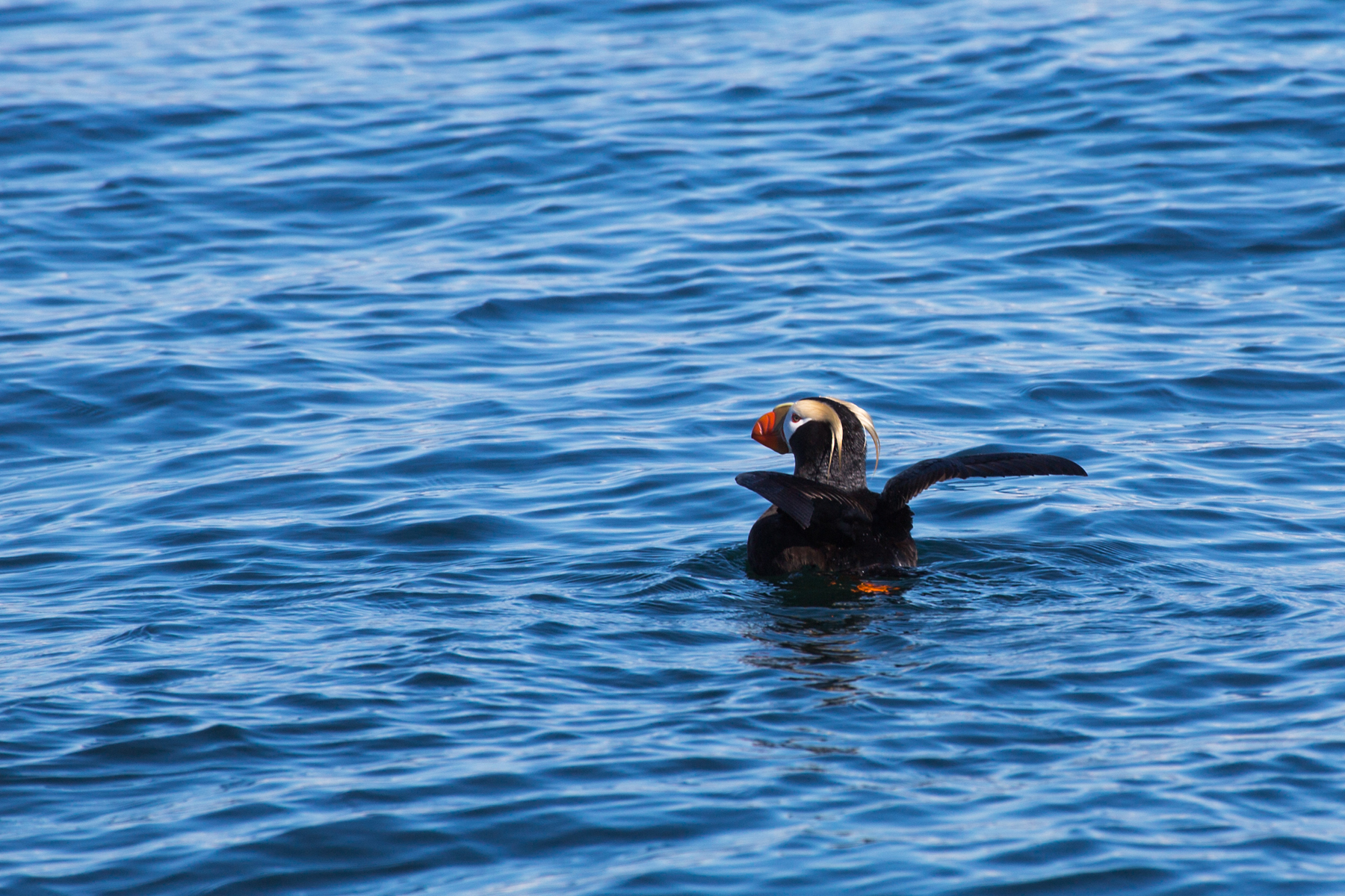 Puffin, Puget Sound, Washington, May 2021.  Click for next photo.