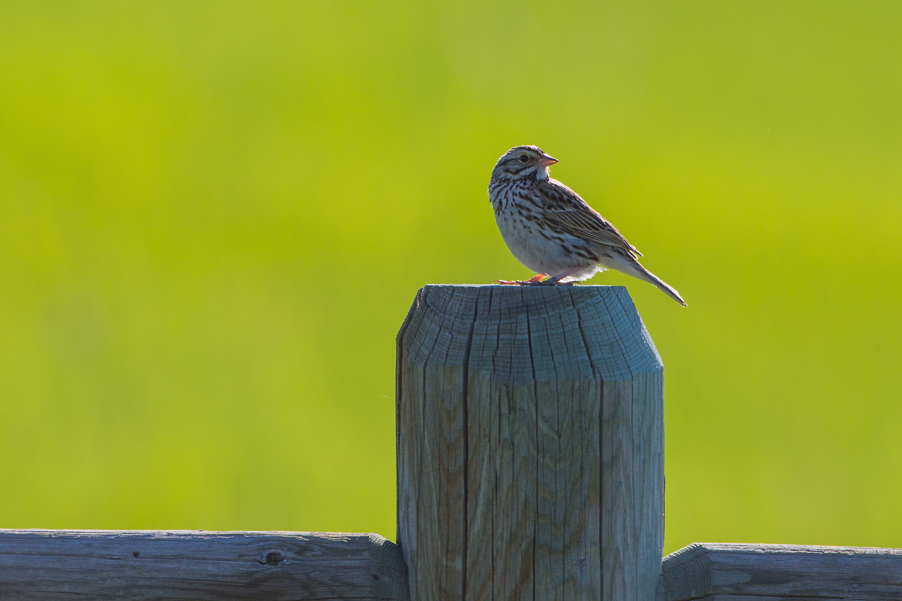 Little brown bird, Red Lodge, Montana.  Click for next photo.