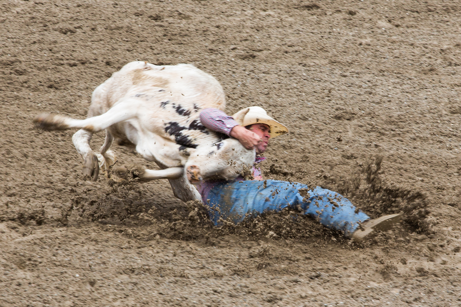 Steer wrestling at Home of Champions Rodeo, Red Lodge, MT, July 4, 2021.  Click for next photo.