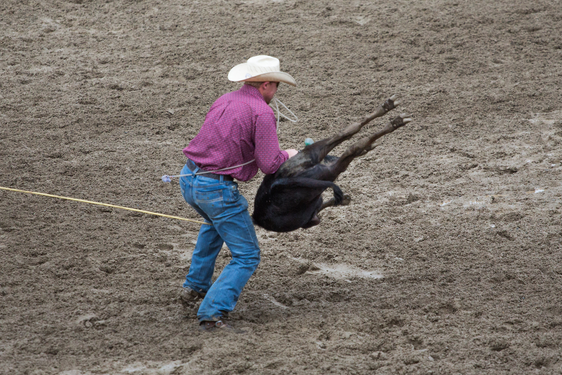 Calf roping at Home of Champions Rodeo, Red Lodge, MT, July 4, 2021.  Click for next photo.