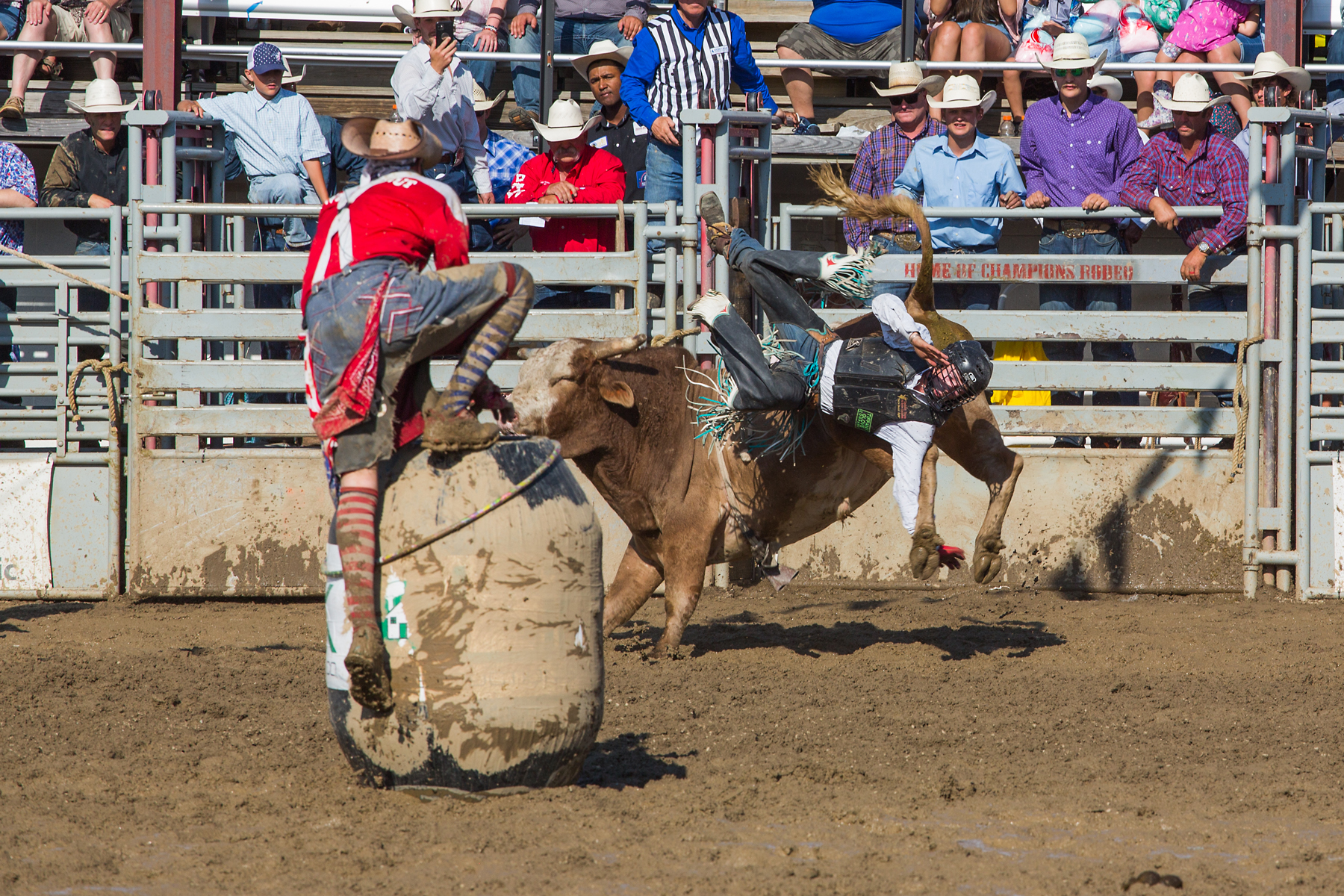 Bull riding at Home of Champions Rodeo, Red Lodge, MT, July 4, 2021.  Click for next photo.