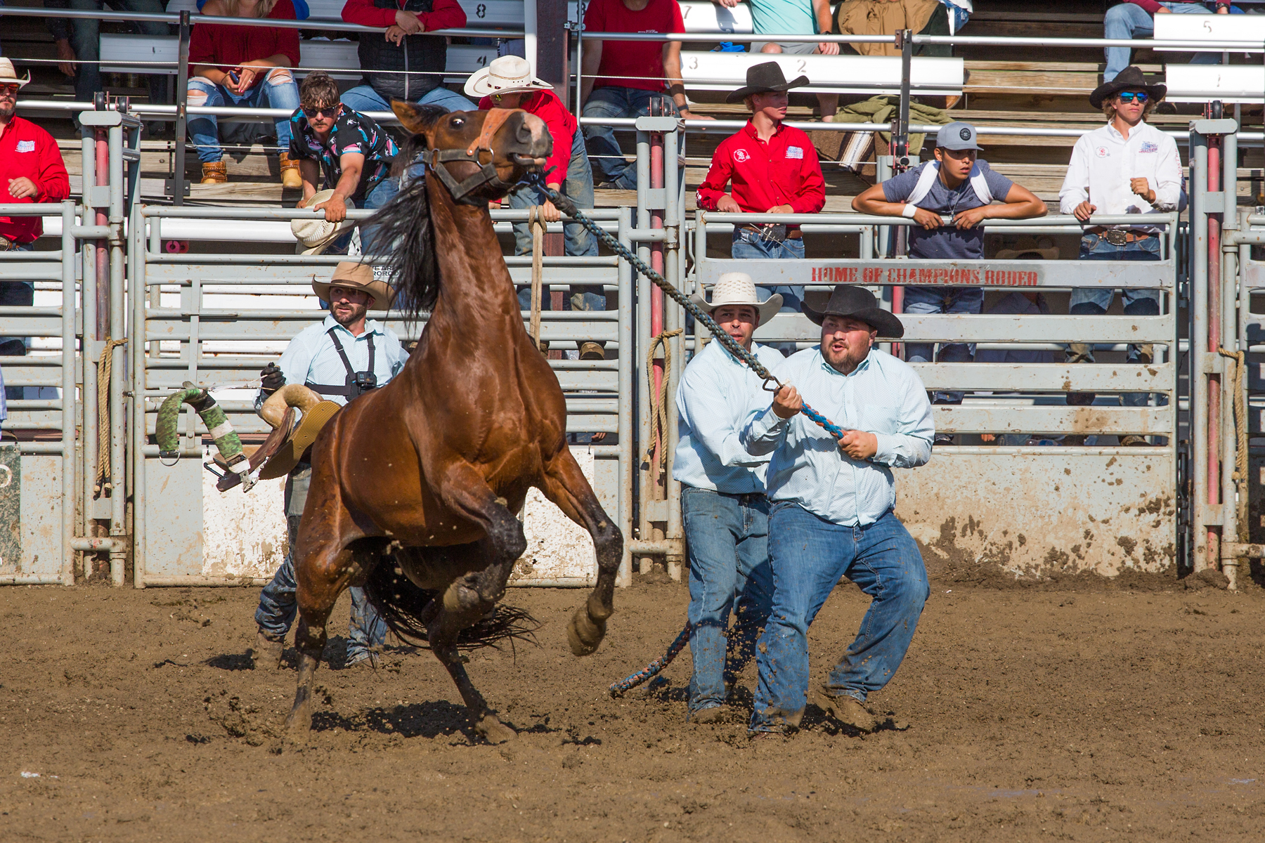 Wild horse racing at Home of Champions Rodeo, Red Lodge, MT, July 4, 2021.  Click for next photo.