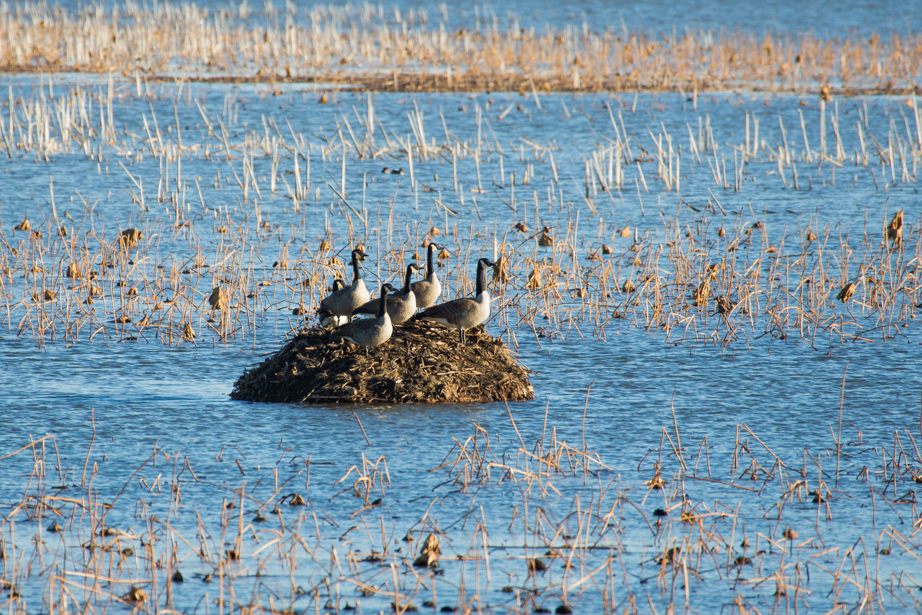 Canada geese on muskrat hut, Loess Bluffs NWR, Missouri.  Click for next photo.