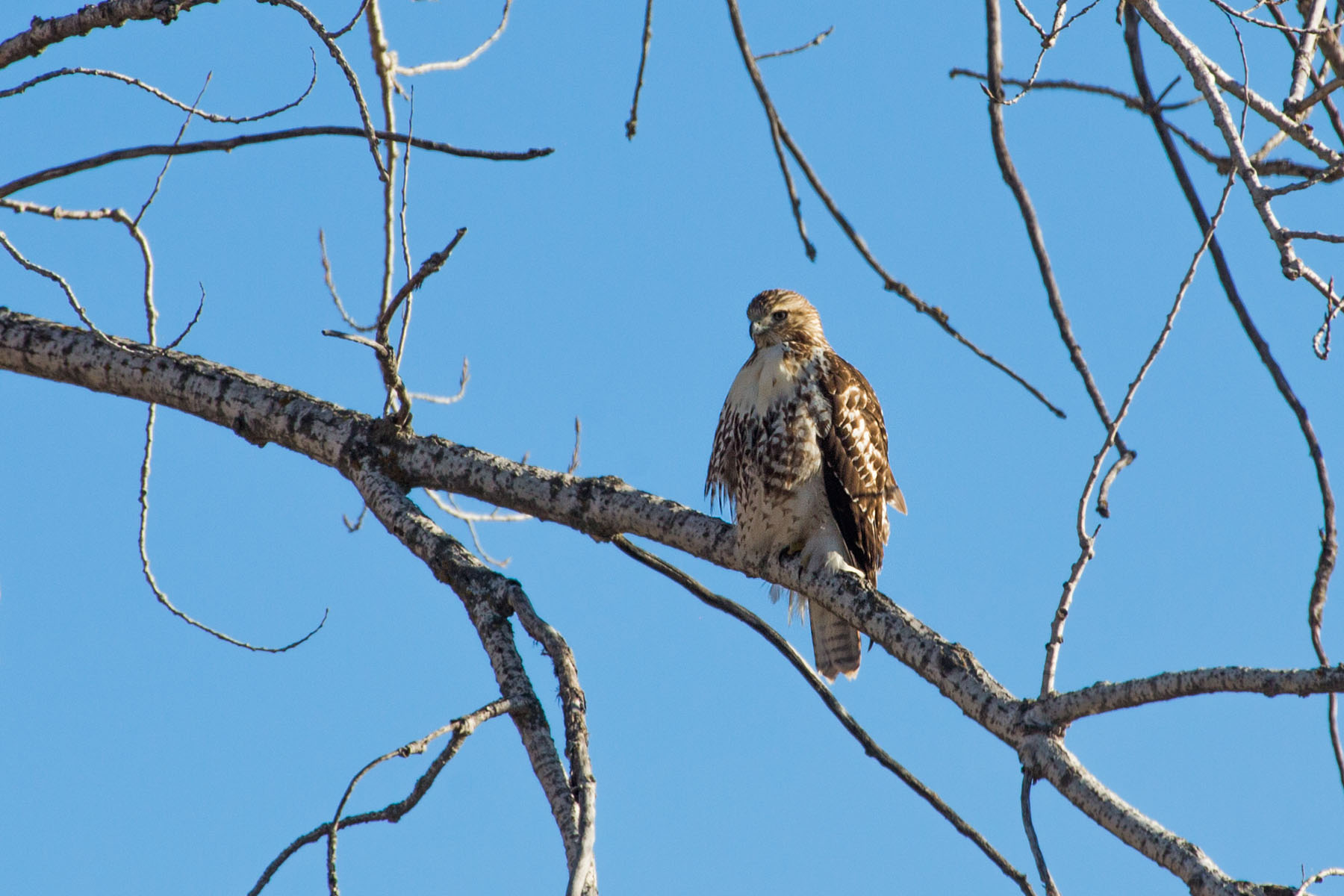 Hawk, Loess Bluffs NWR, Missouri.  Click for next photo.