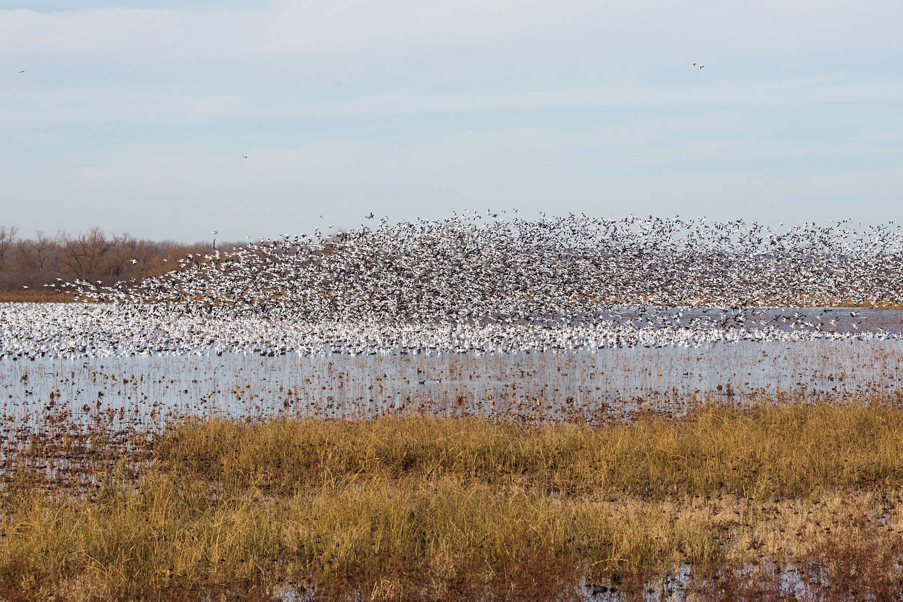Snow geese, Loess Bluffs NWR, Missouri.  Click for next photo.