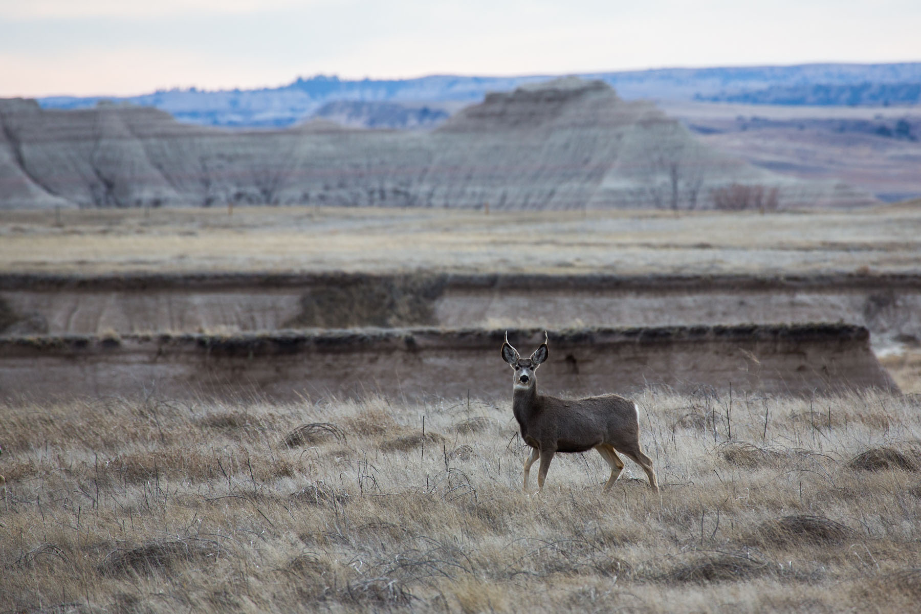 Deer, Badlands National Park, South Dakota.  Click for next photo.