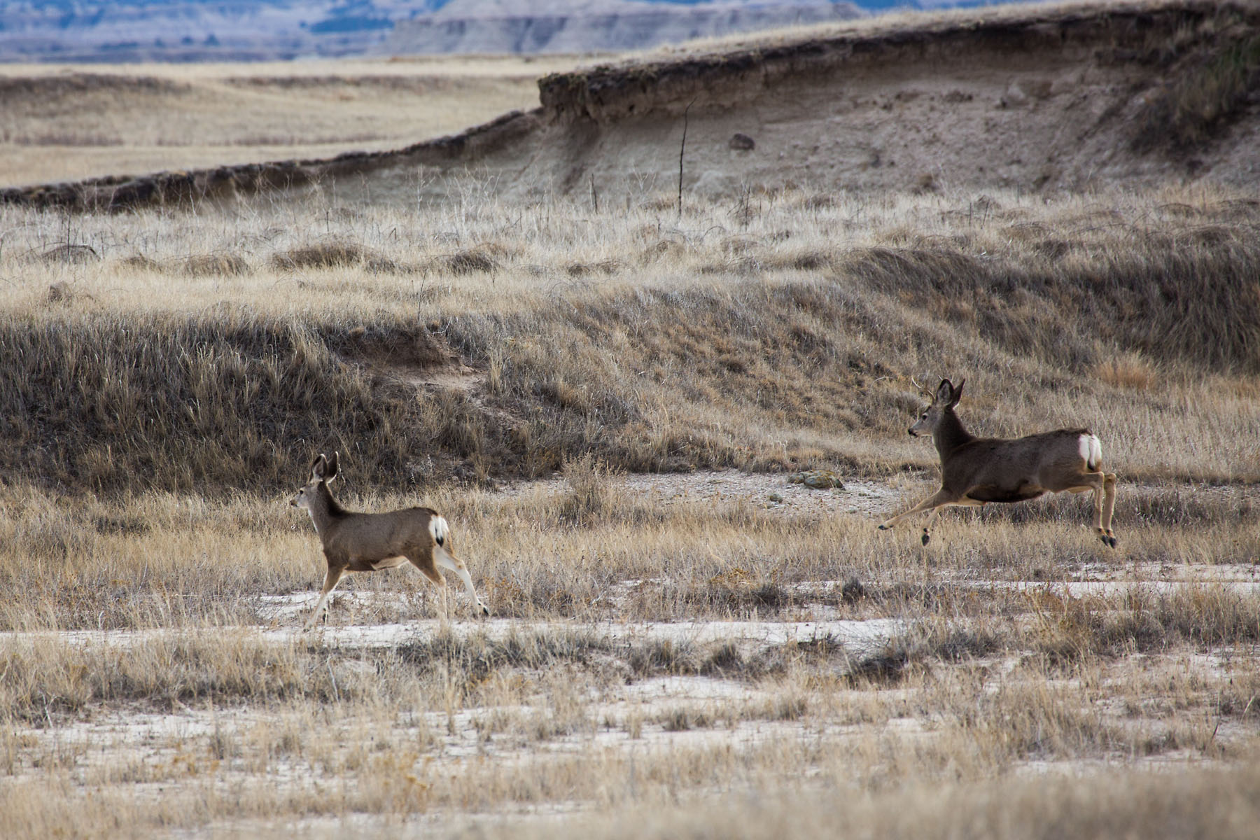 Deer, Badlands National Park, South Dakota.  Click for next photo.