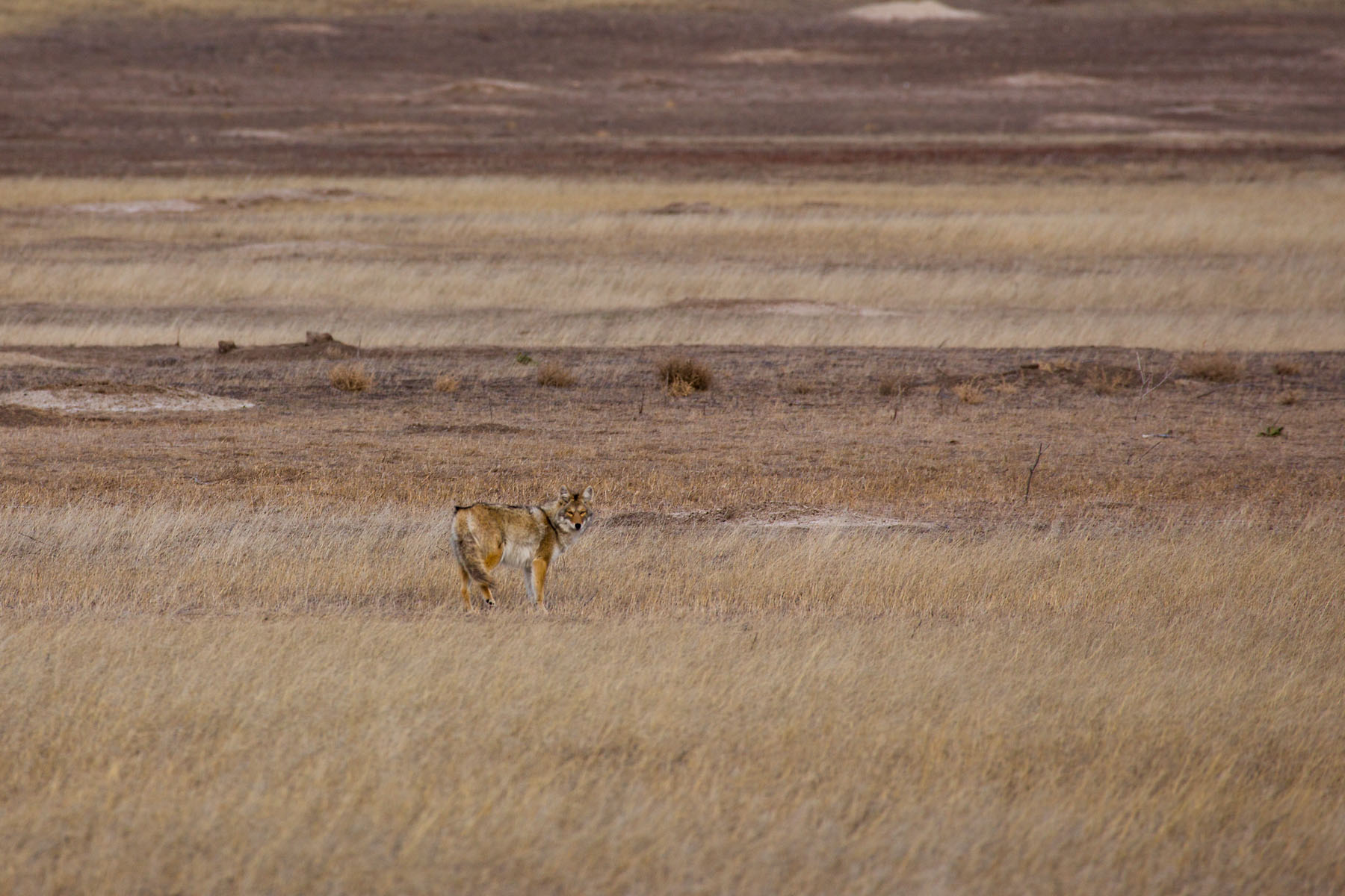 Coyote, Badlands National Park, South Dakota.  Click for next photo.