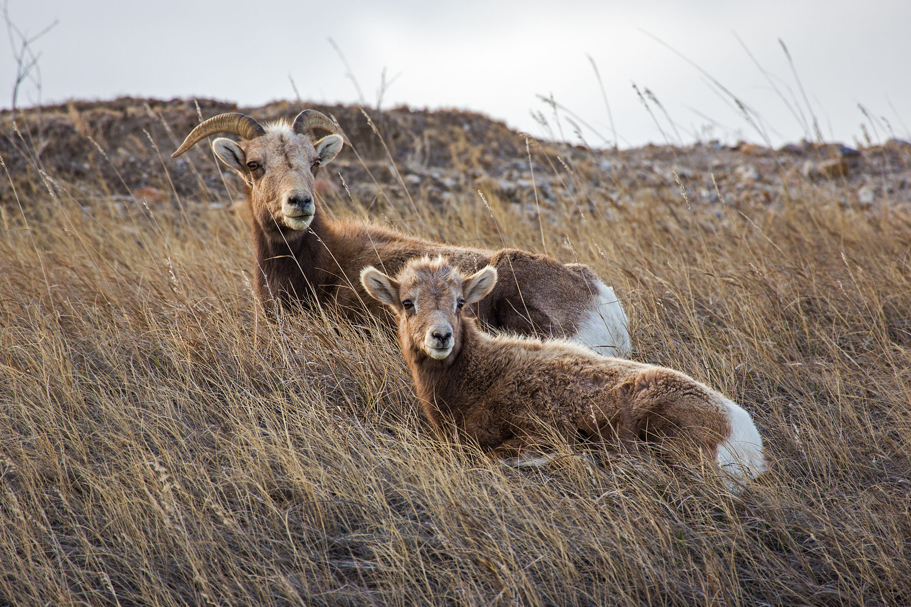 Bighorn ewe and lamb, Badlands National Park, South Dakota.  Click for next photo.