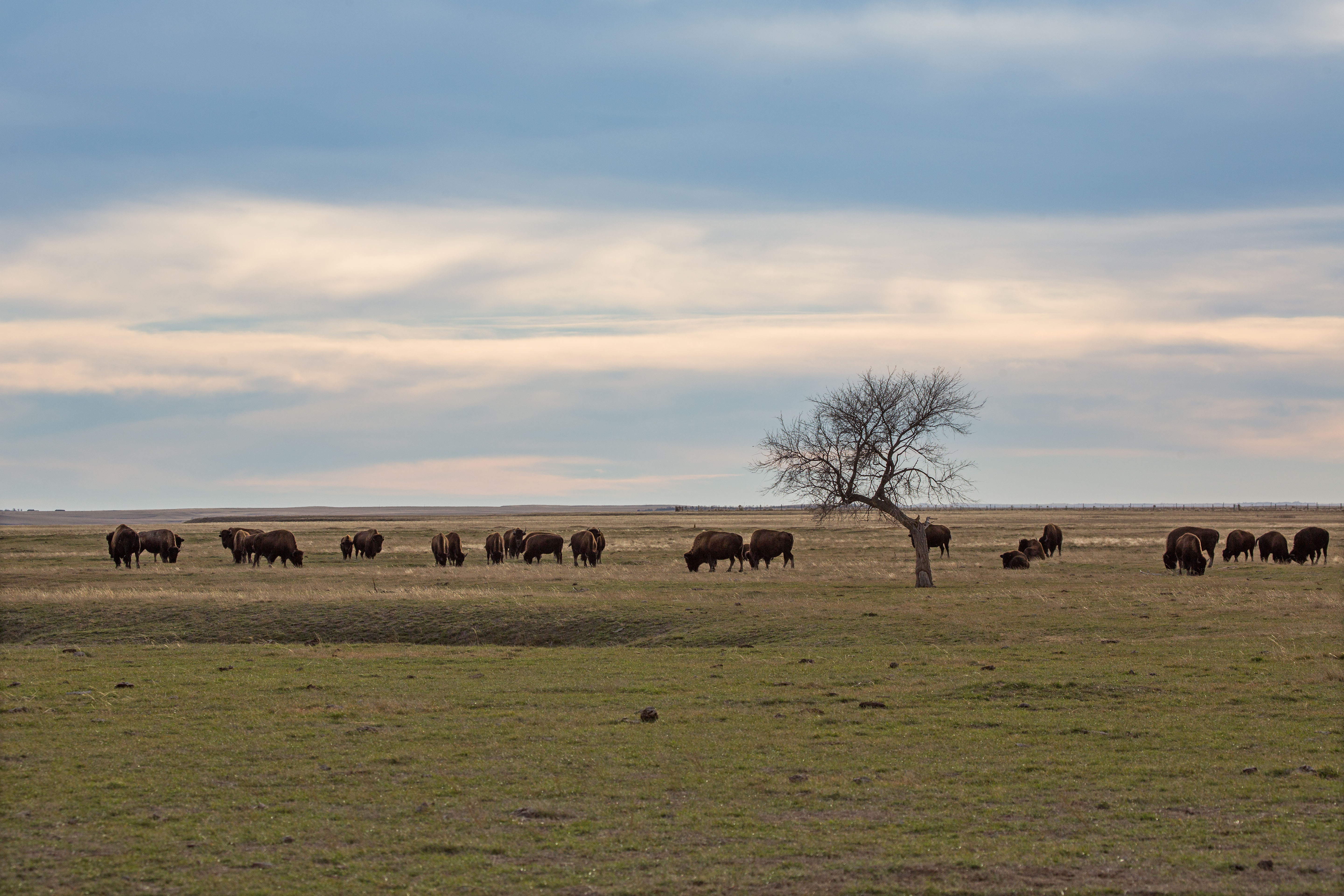 Bison, Badlands National Park, South Dakota, early December 2021.  Click for next photo.