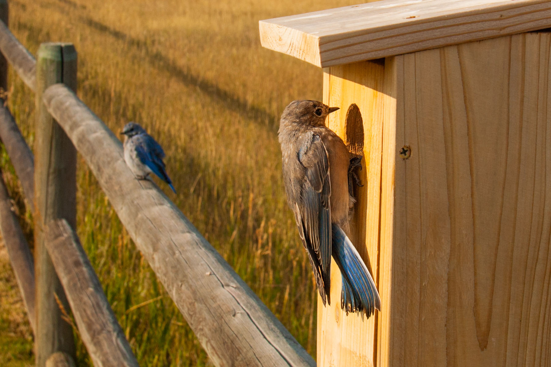 Mountain Bluebirds, Red Lodge, MT.  Click for next photo.