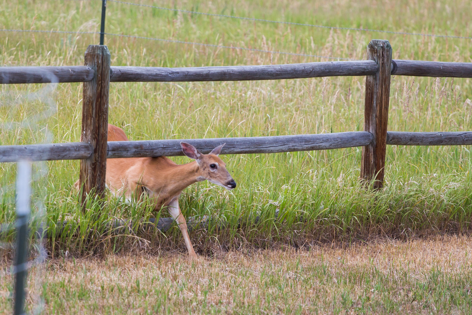 Deer, Red Lodge, MT, 2021.  Click for next photo.