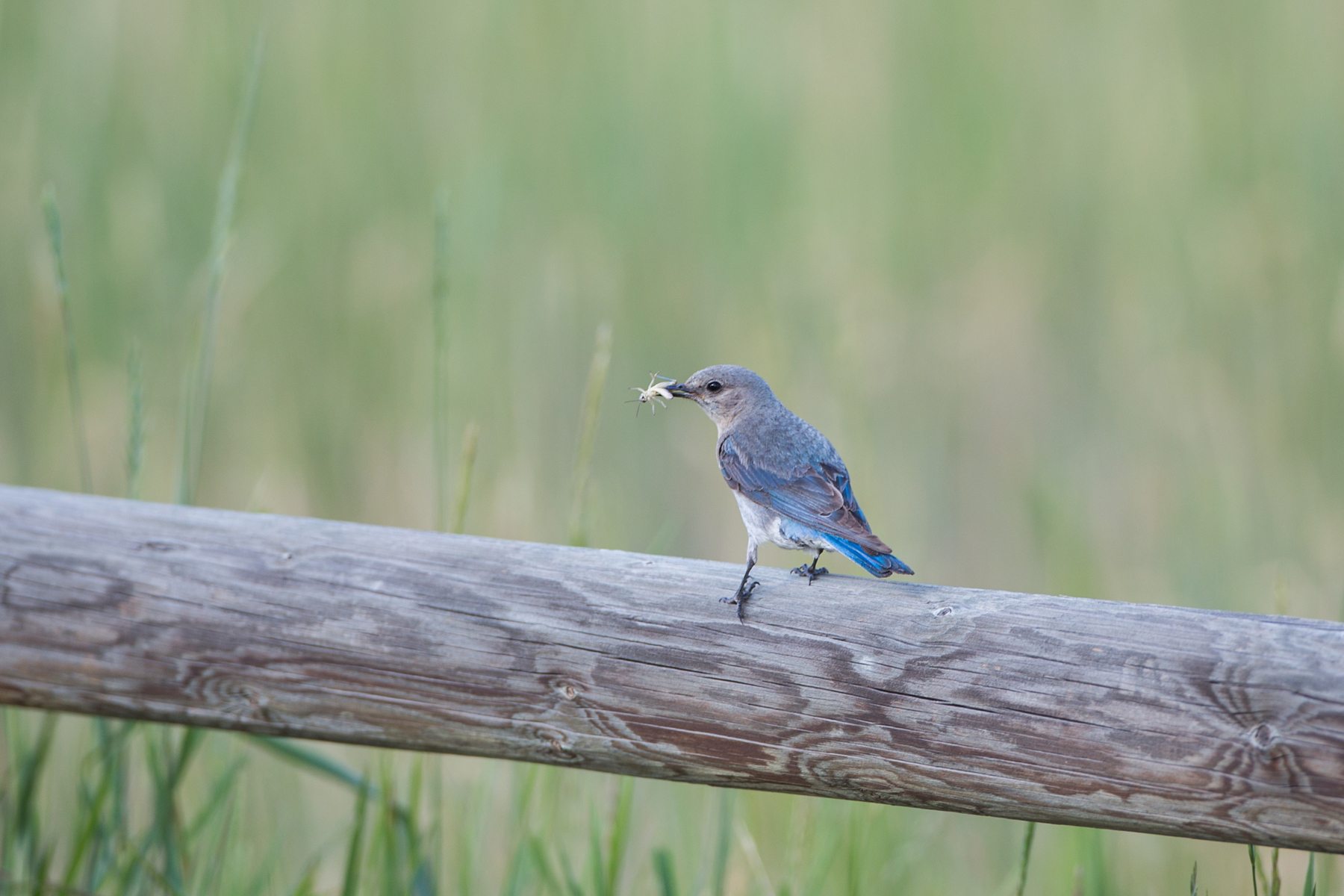Mountain Bluebird fledgling with grasshopper, Red Lodge, MT, 2021.  Click for next photo.