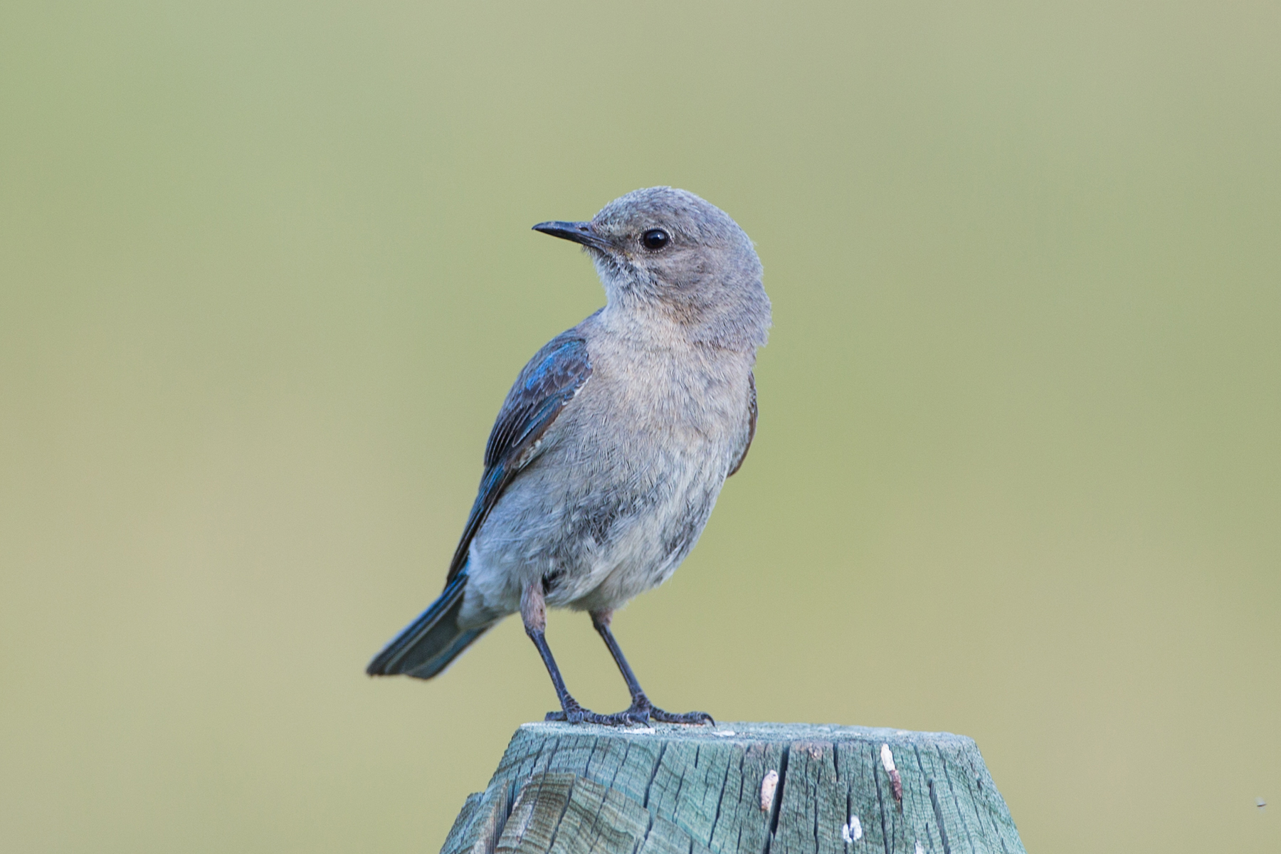 Mountain Bluebird fledgling, Red Lodge, MT, 2021.  Click for next photo.