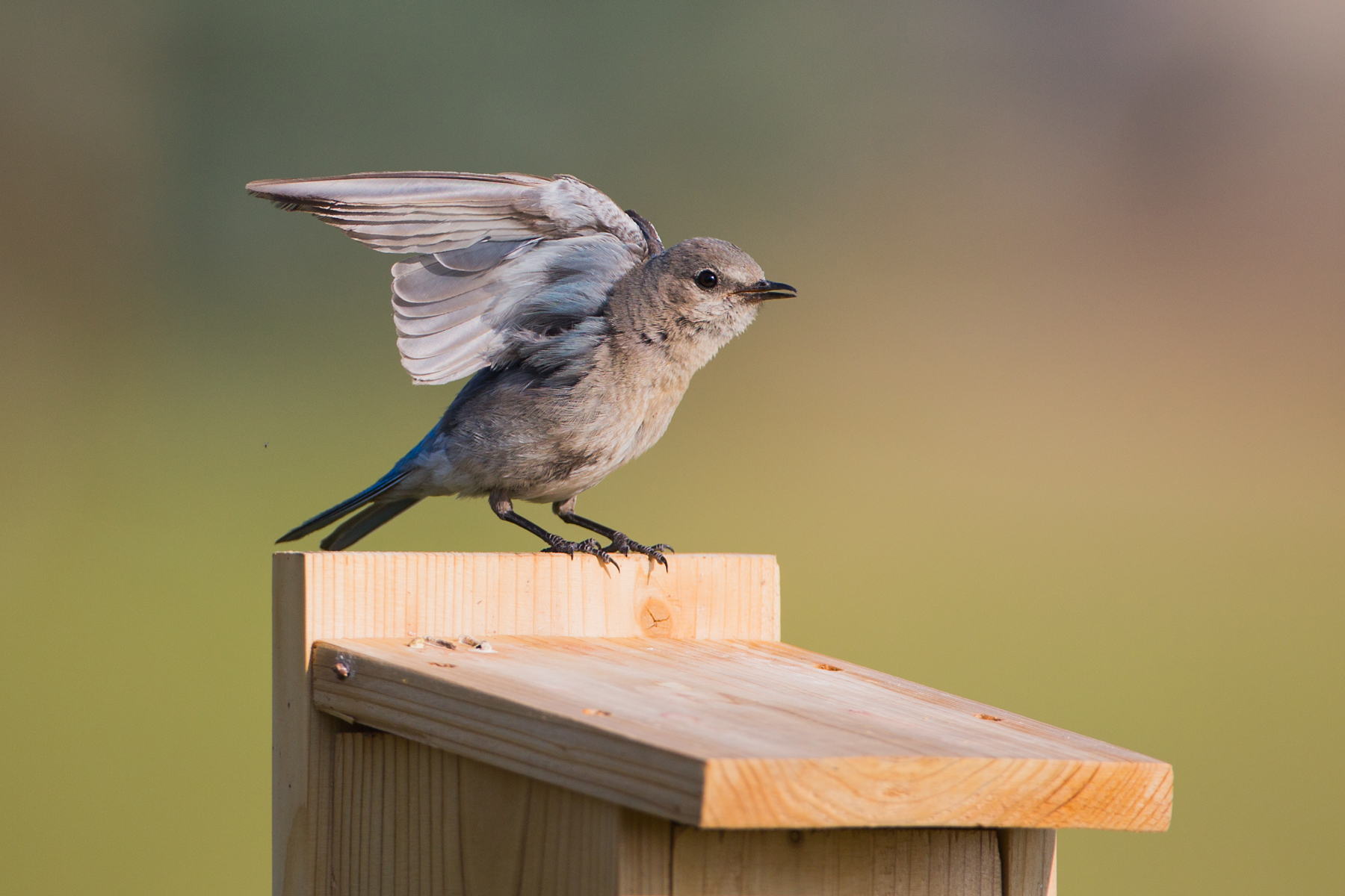 Mountain Bluebird fledgling, Red Lodge, MT, 2021.  Click for next photo.
