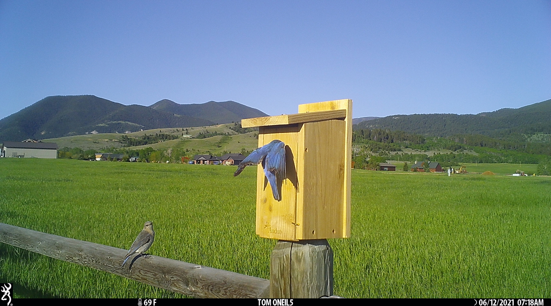 Bluebirds, Red Lodge, Montana, June 2021.  Trailcam.  Click for next photo.