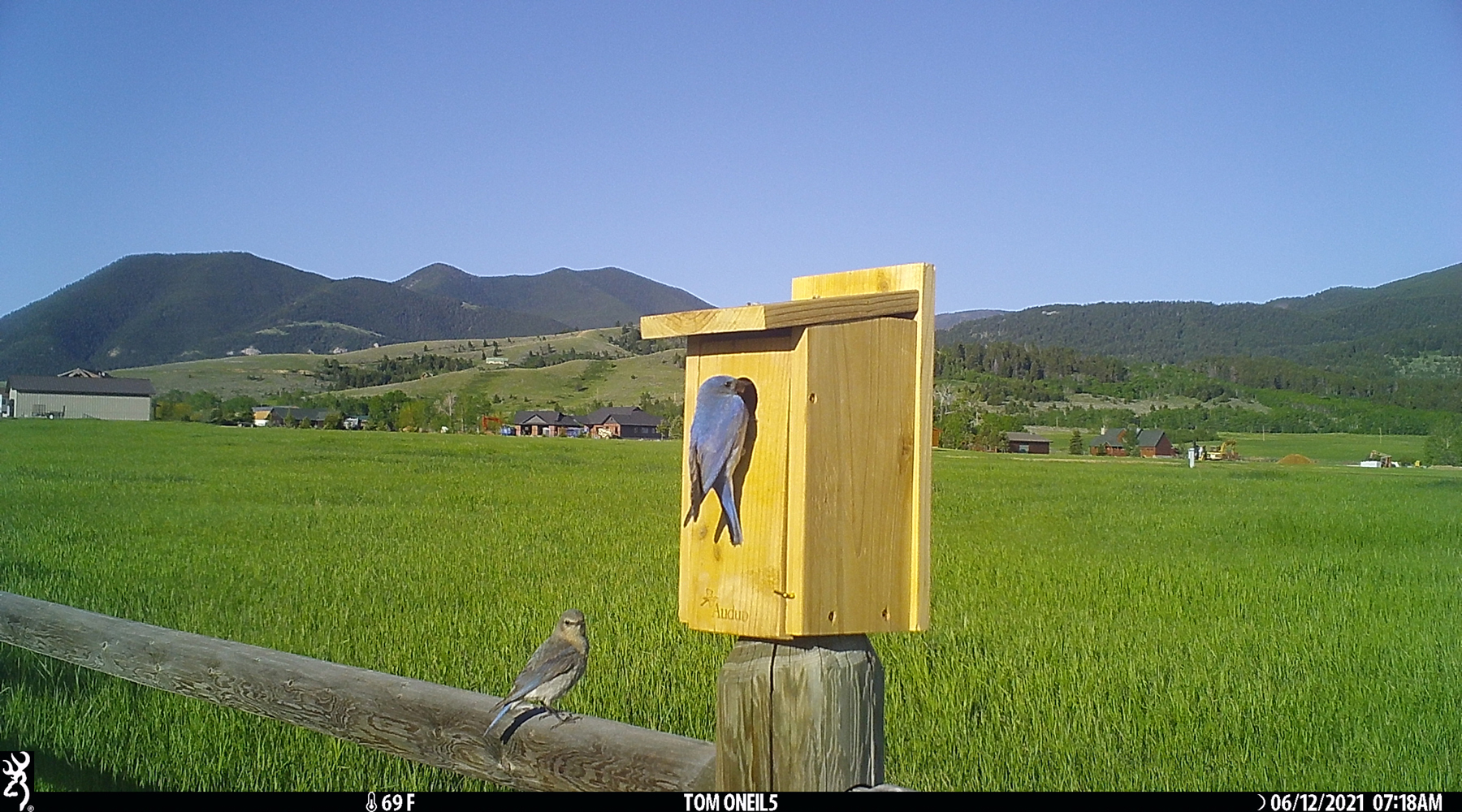 Bluebirds, Red Lodge, Montana, June 2021.  Trailcam.  Click for next photo.