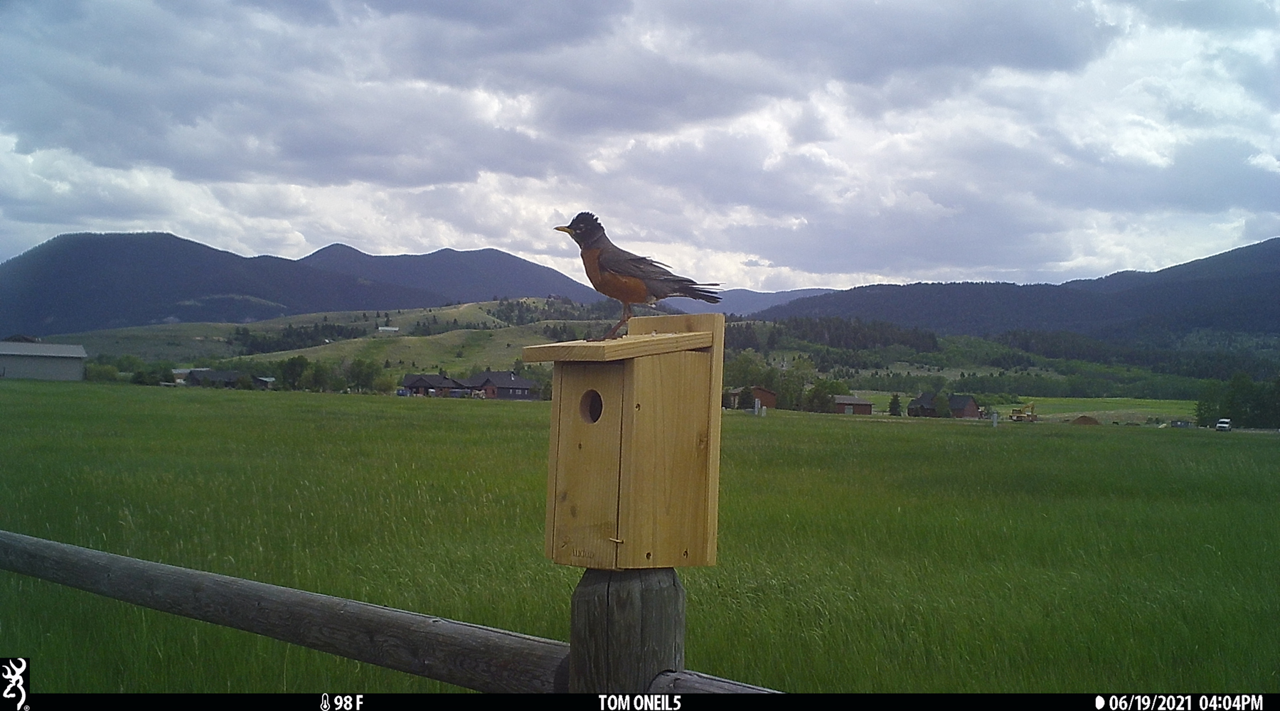 Robin, Red Lodge, Montana, June 2021.  Trailcam.  Click for next photo.