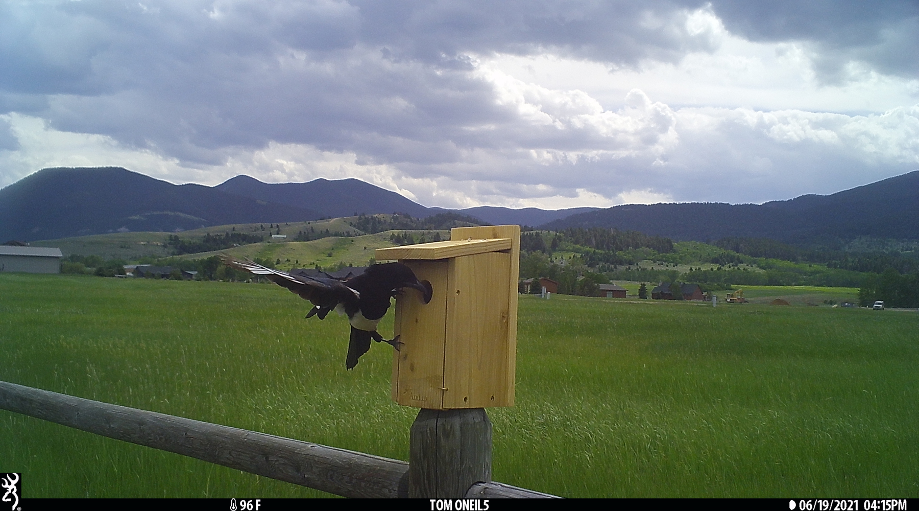 Magpie checking out bluebird box, Red Lodge, Montana, June 2021.  Trailcam.  Click for next photo.