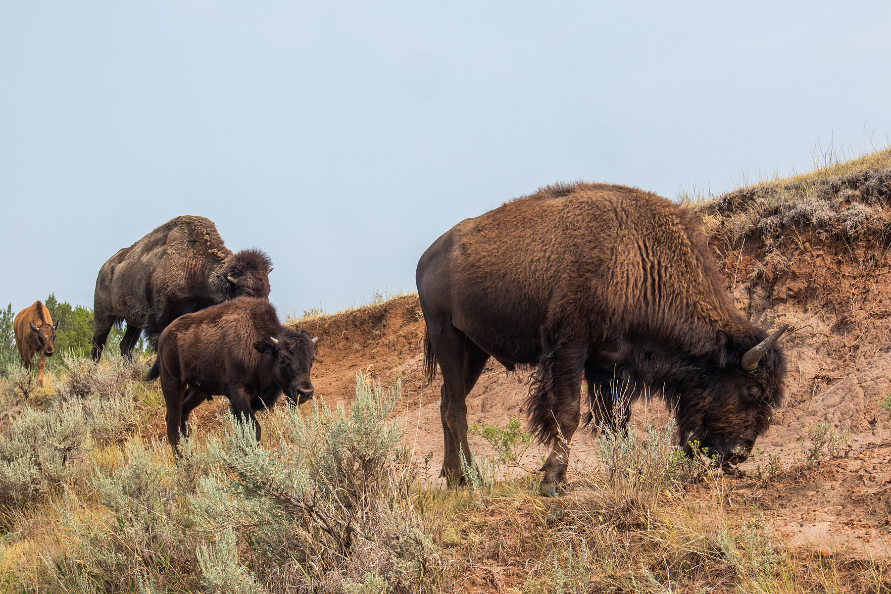 Bison, TR National Park, North Dakota, August 2021.  Click for next photo.