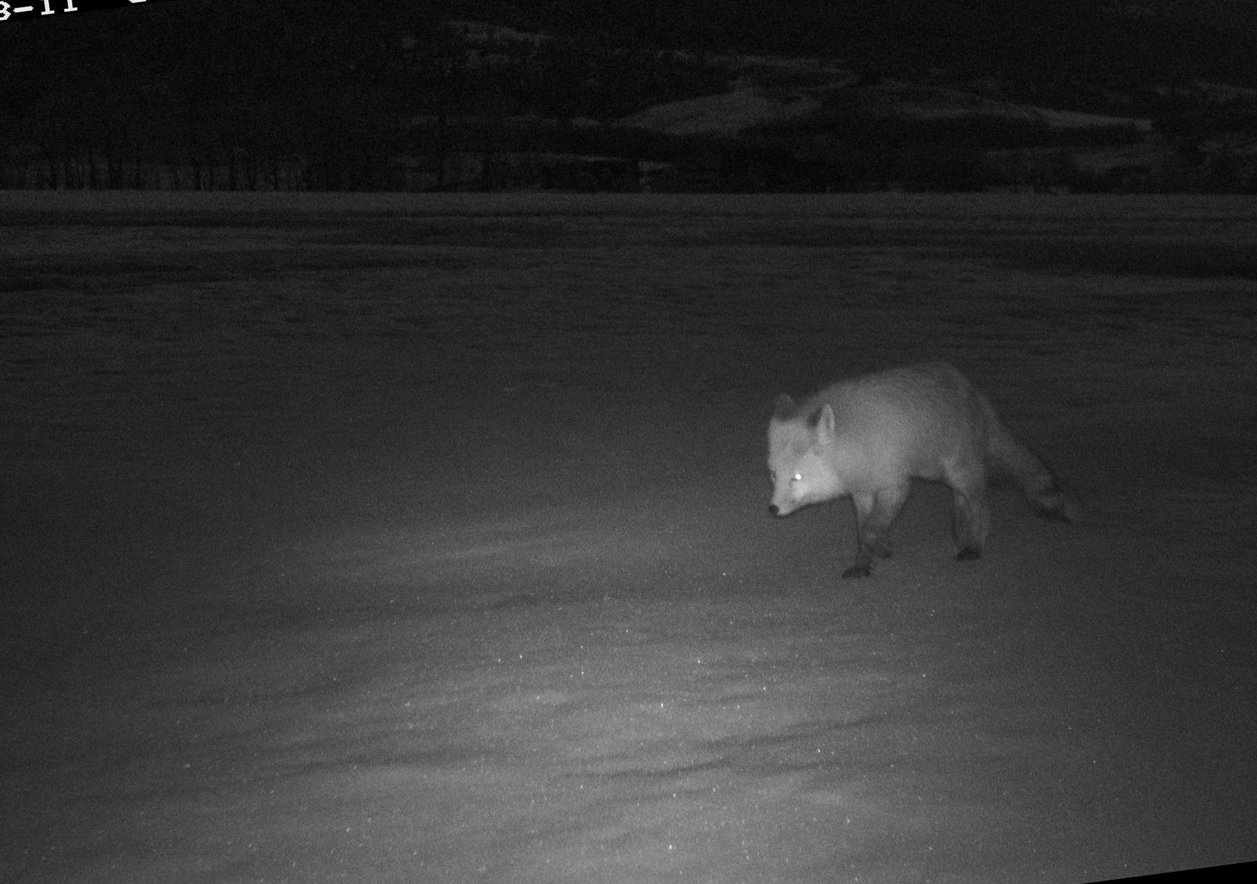 Fox, Red Lodge, Montana, May 2021.  I usually don�t crop trailcam images, but the image was crooked and I had to straighten it.  Click for next photo.