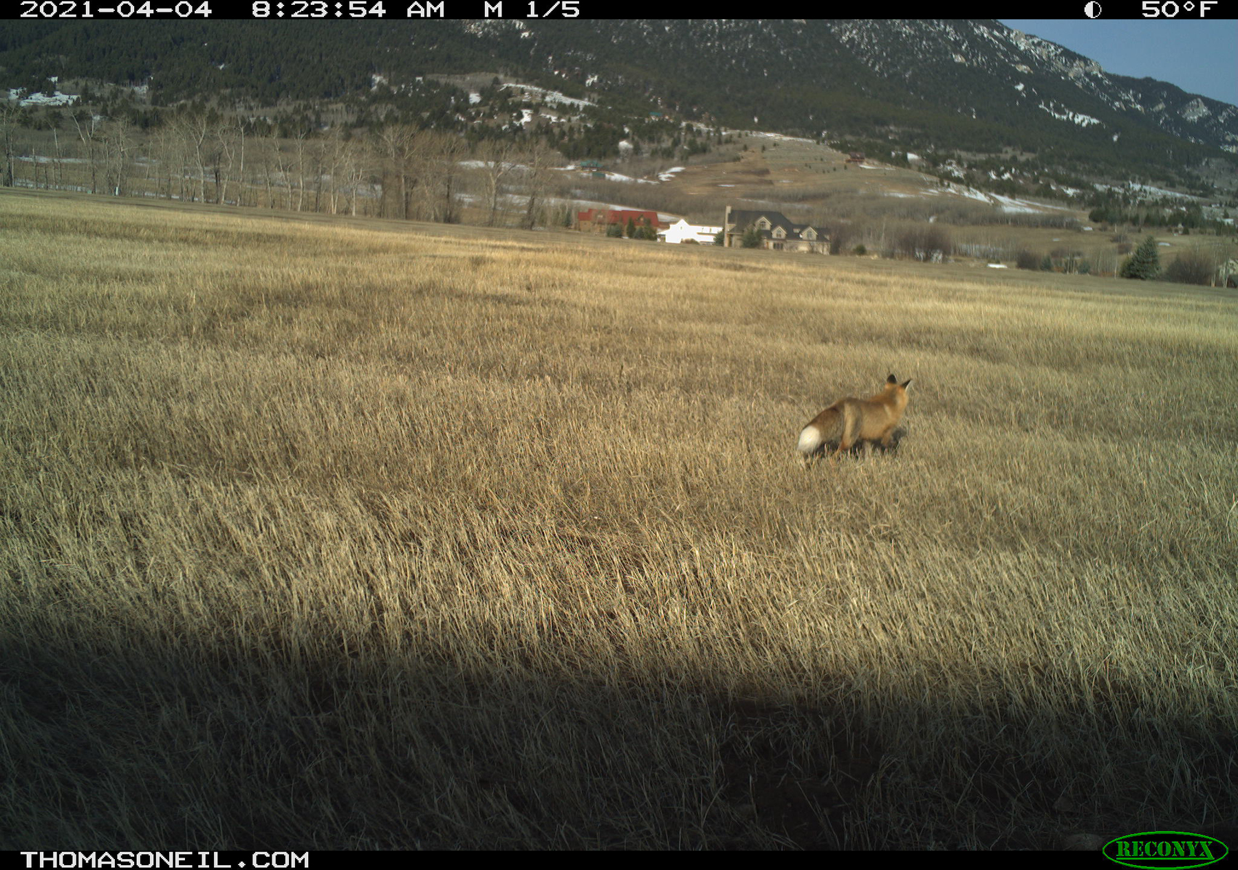 Fox, Red Lodge, Montana, April 2021.  Click for next photo.