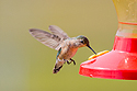 Hummingbird, Red Lodge, MT, 2021.