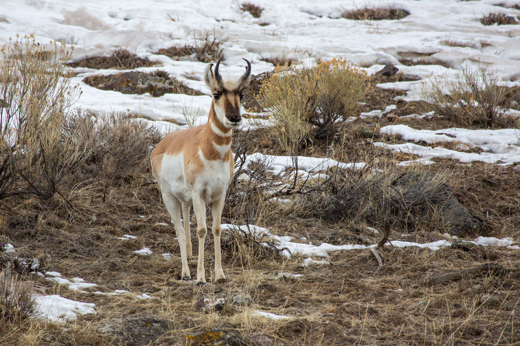 Pronghorn near the north entrance, Yellowstone.  Click for next photo.
